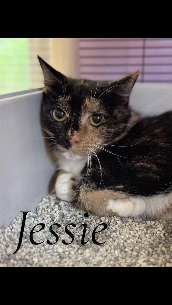 Enlarge Jessie, a Adopted mixed breed in Cambridge, MD image 1/1