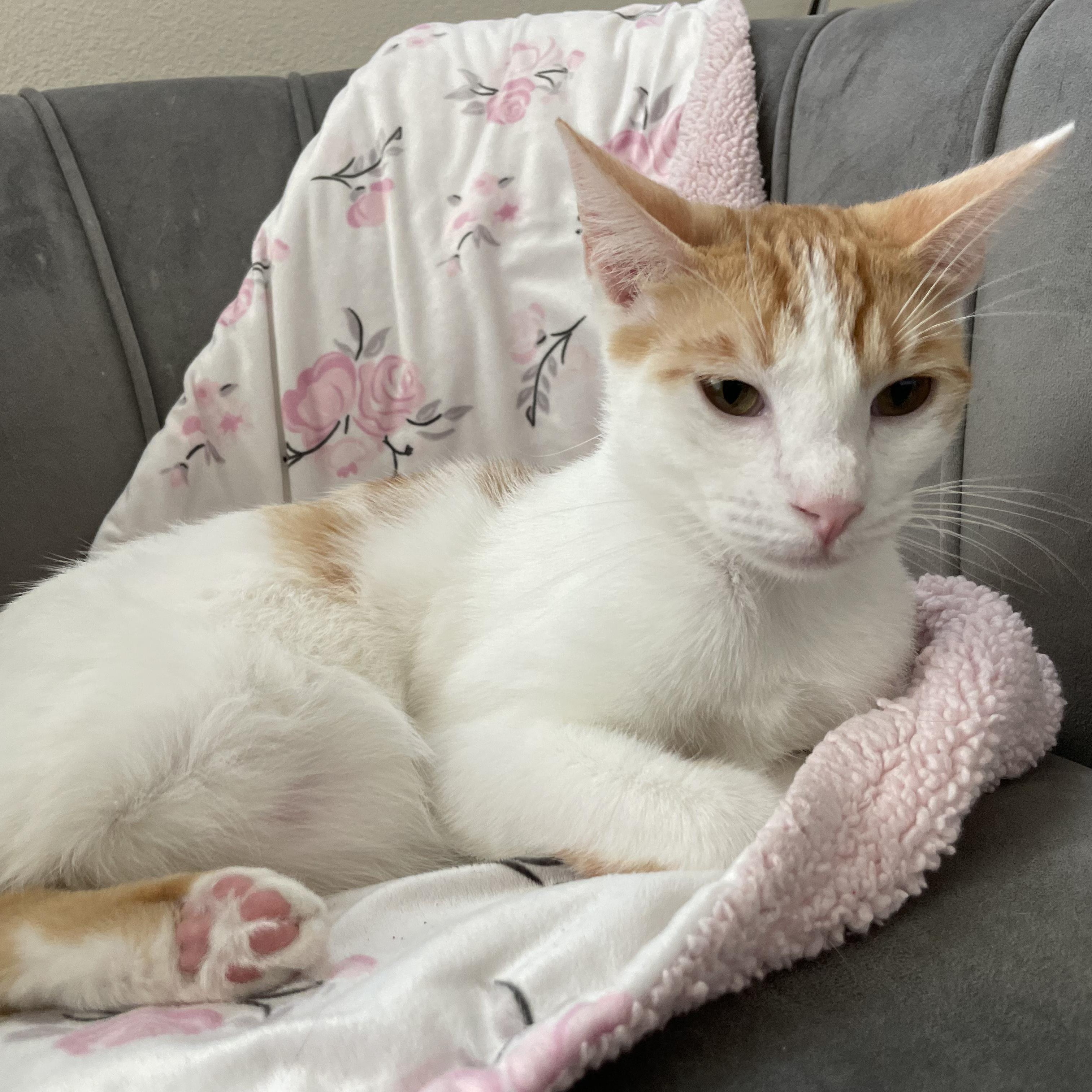 Enlarge Joey, a Adoptable Domestic Short Hair in Hillsboro, OR image 1/5