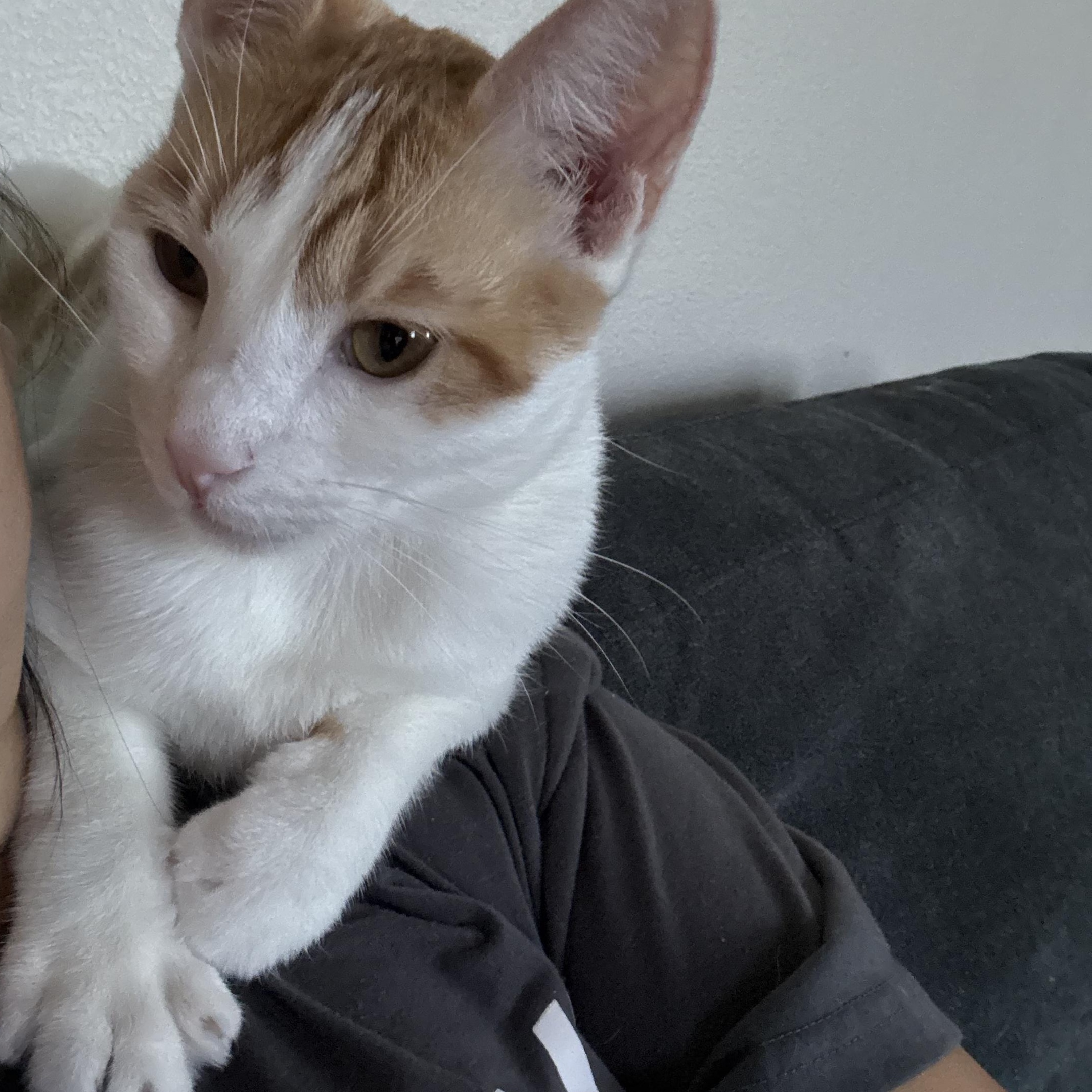 Enlarge Joey, a Adoptable Domestic Short Hair in Hillsboro, OR image 2/5