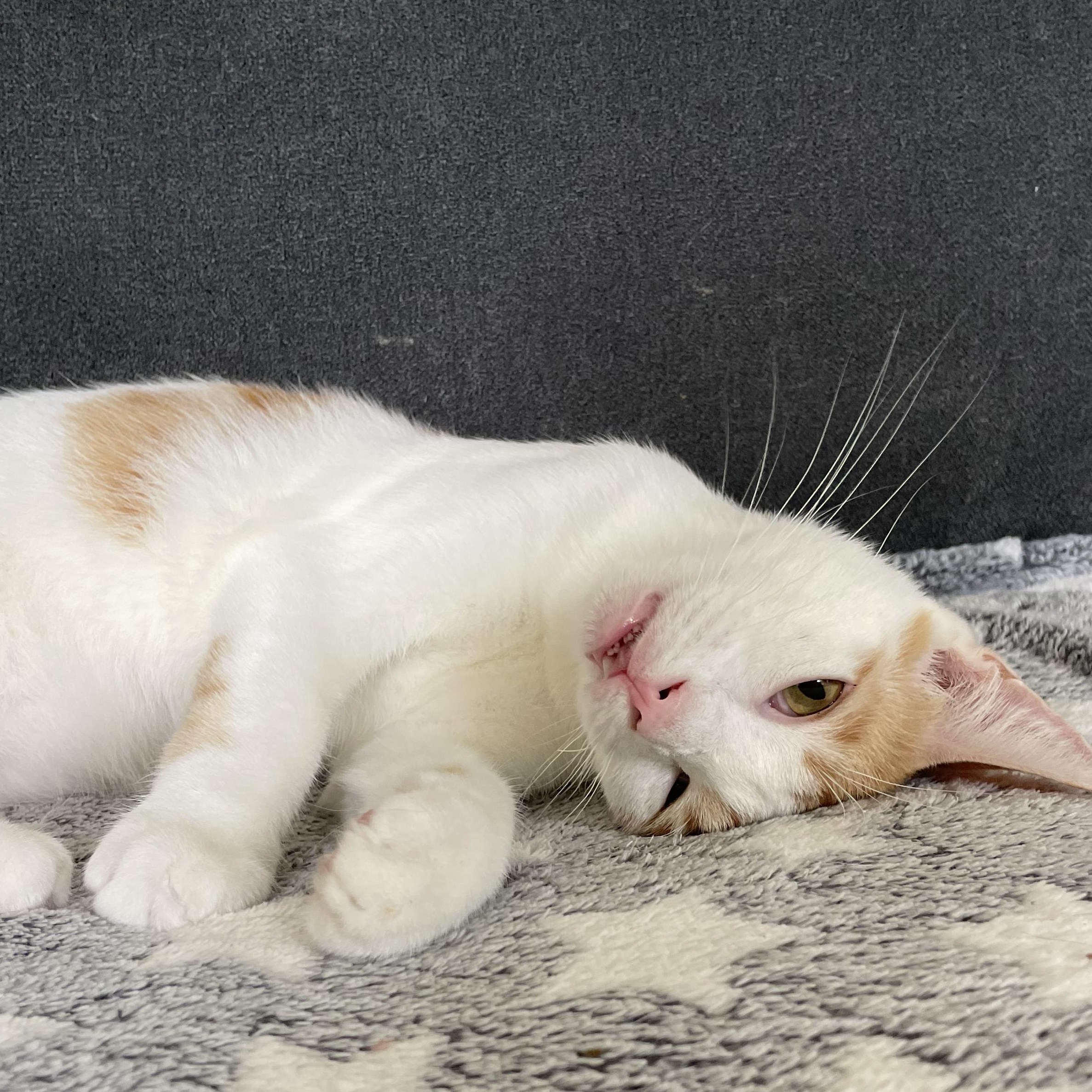 Joey, an adoptable Domestic Short Hair in Hillsboro, OR, 97006 | Photo Image 4