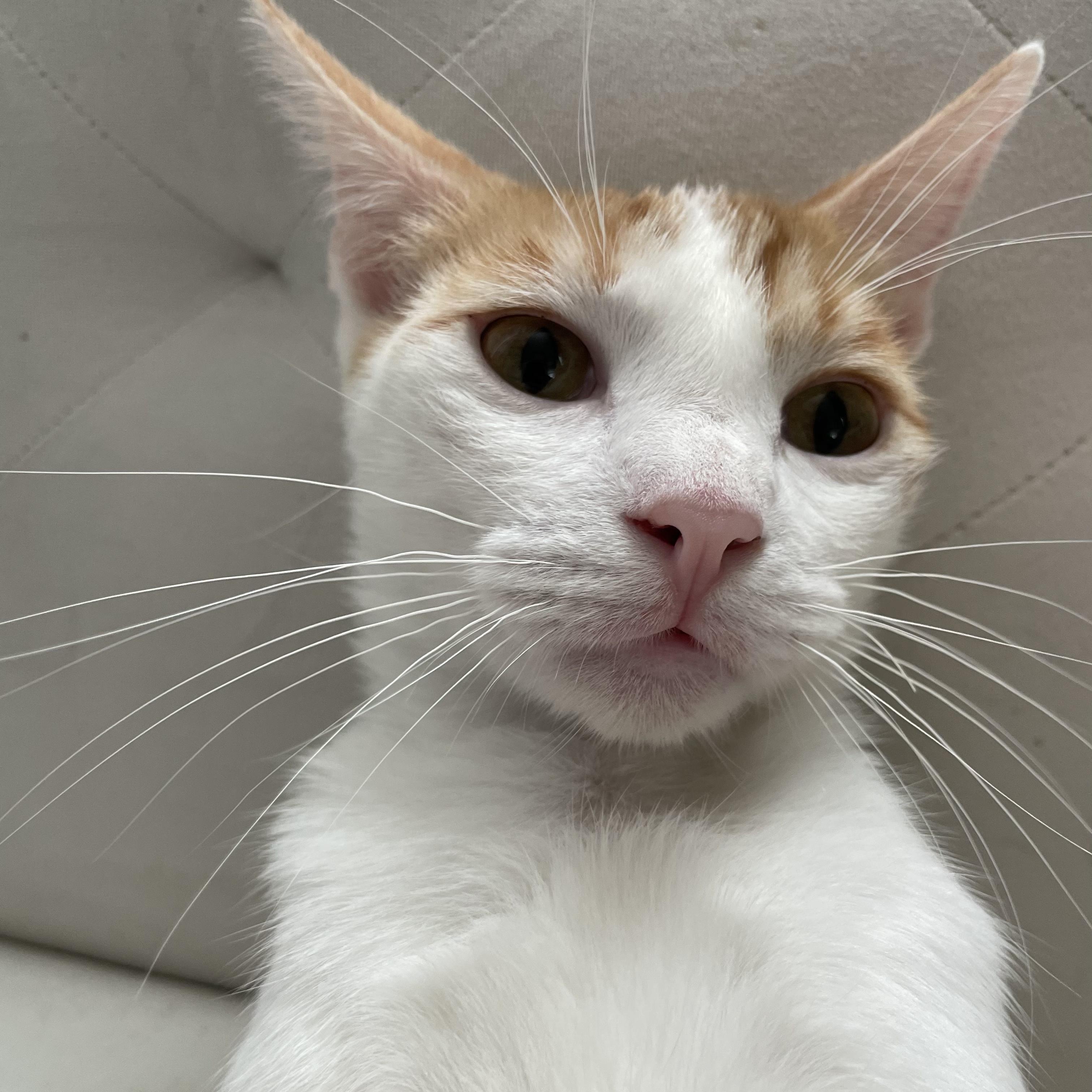 Enlarge Joey, a Adoptable Domestic Short Hair in Hillsboro, OR image 3/5