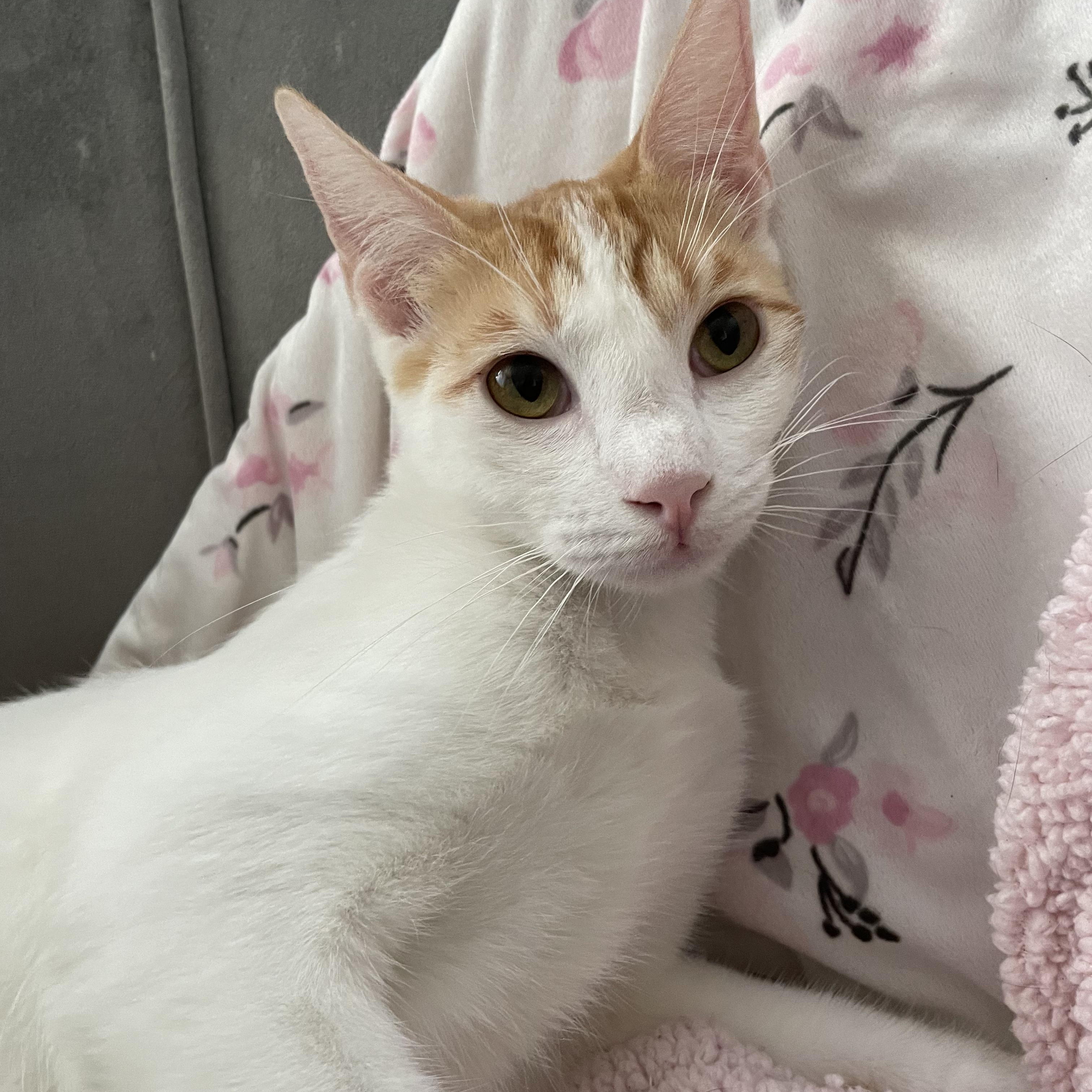 Enlarge Joey, a Adoptable Domestic Short Hair in Hillsboro, OR image 5/5