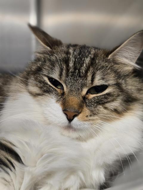 RENN, Adoptable, Young Female Domestic Long Hair.