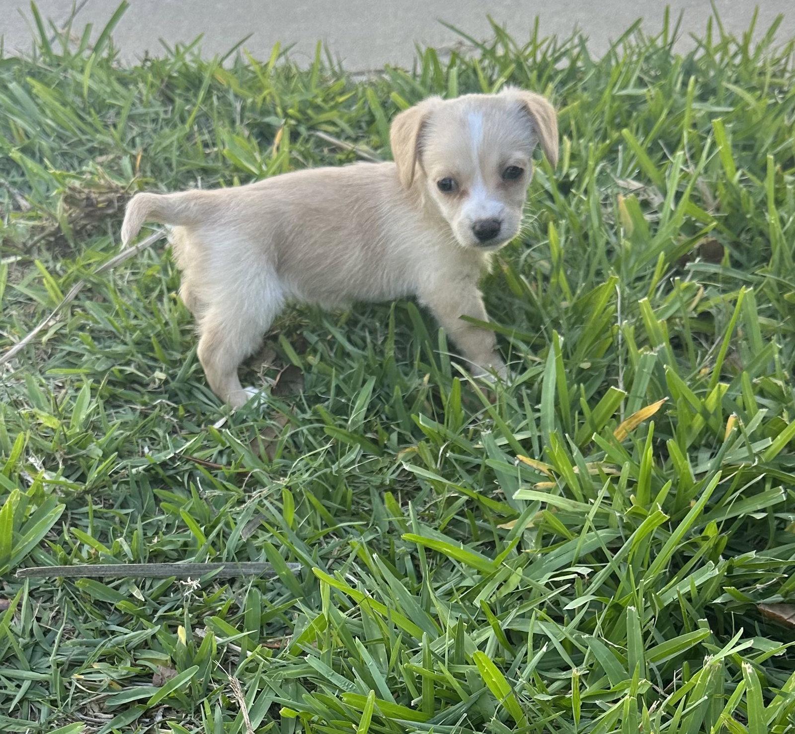 Polly, a Adopted mixed breed in Valrico, FL image 2/3
