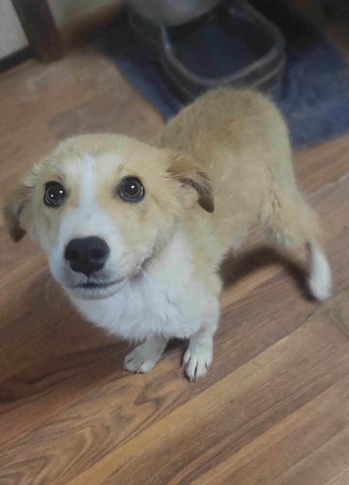 Rose, Adopted, Young Female Mixed Breed.