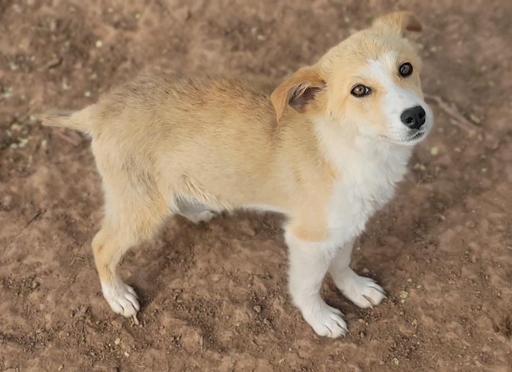 Enlarge Rose, a Adopted mixed breed in Cortez, CO image 3/6