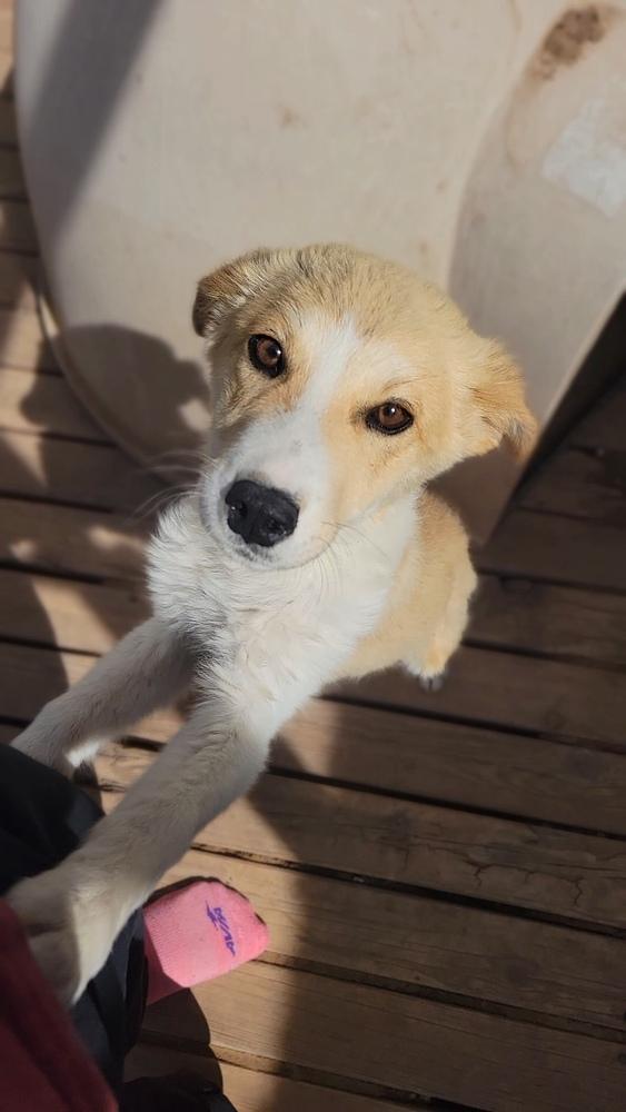 Enlarge Rose, a Adopted mixed breed in Cortez, CO image 5/6