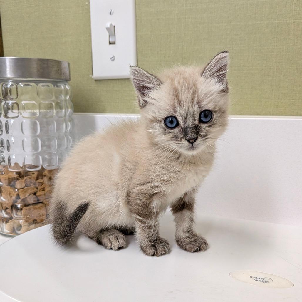Lyra, Adoptable, Kitten Female Siamese.