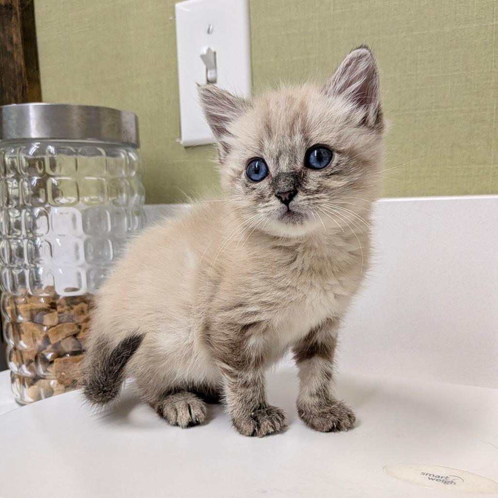 Enlarge Lyra, a Adoptable Siamese in Chico, CA image 2/6