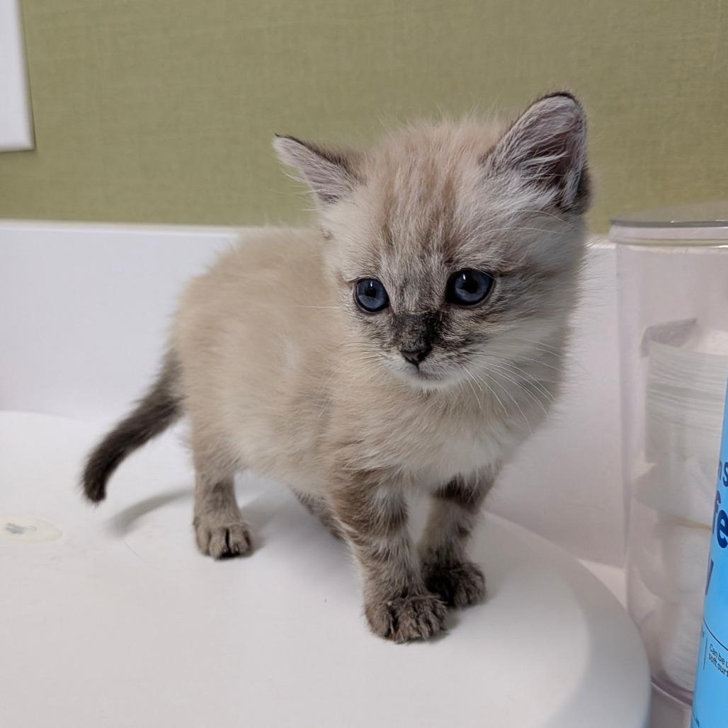 Enlarge Lyra, a Adoptable Siamese in Chico, CA image 3/6