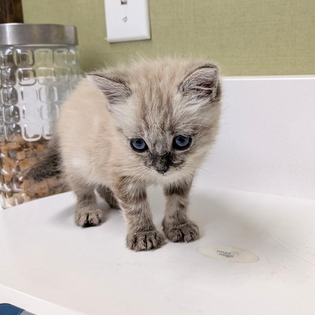Enlarge Lyra, a Adoptable Siamese in Chico, CA image 4/6