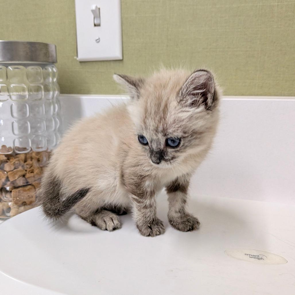 Enlarge Lyra, a Adoptable Siamese in Chico, CA image 5/6