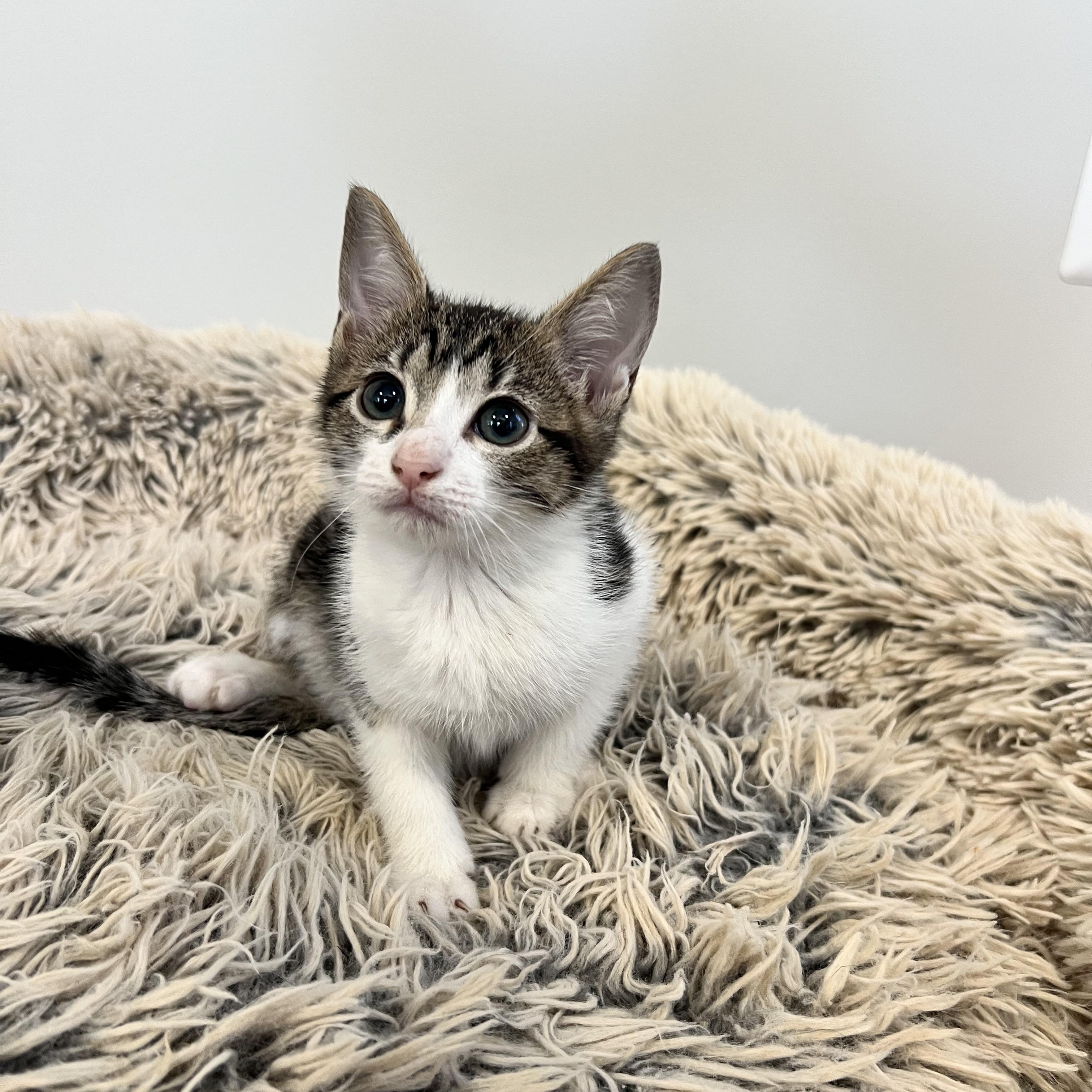 Katy Purry, a ADOPTABLE Domestic Short Hair in Hughesville, MD image 3/3