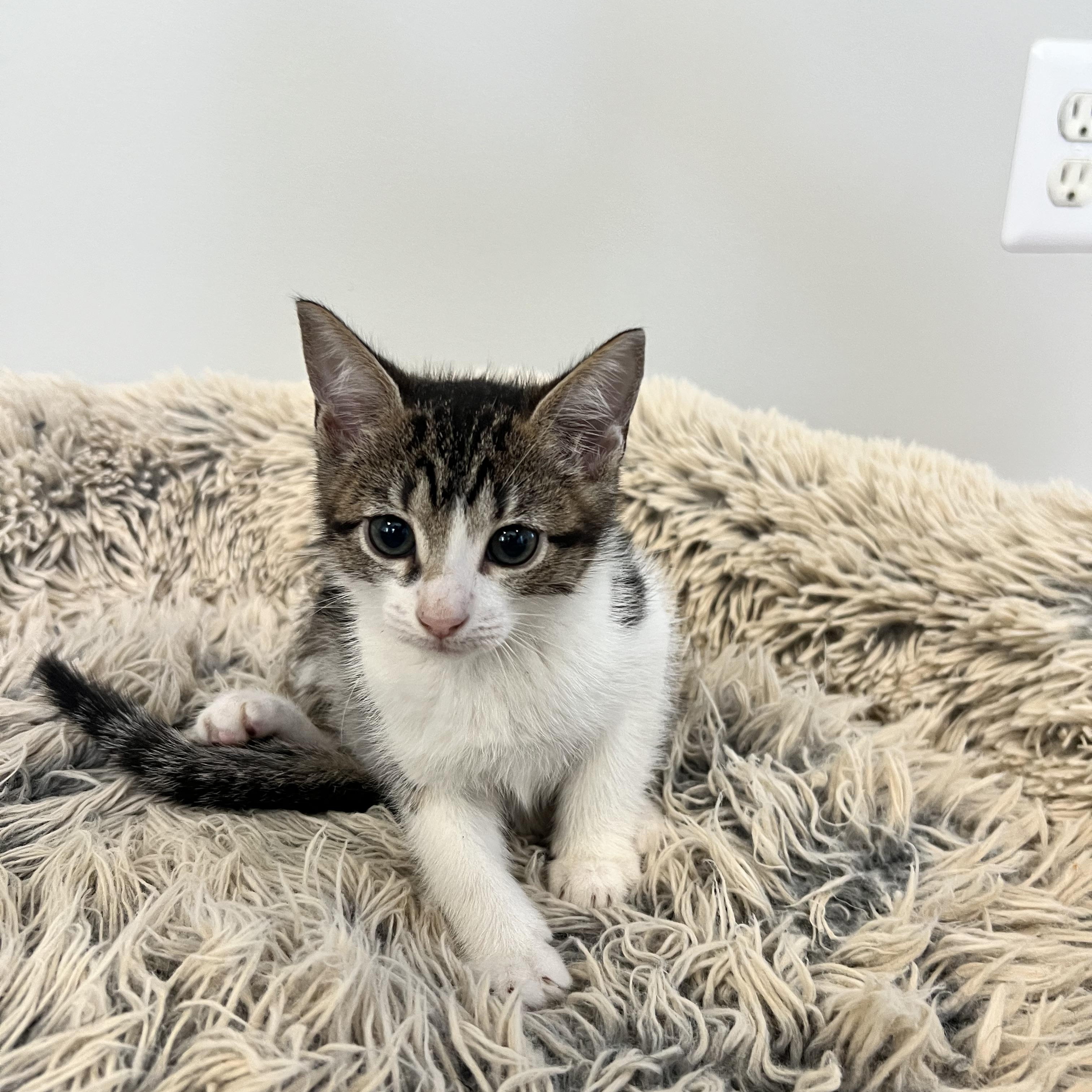 Katy Purry, a ADOPTABLE Domestic Short Hair in Hughesville, MD image 2/3