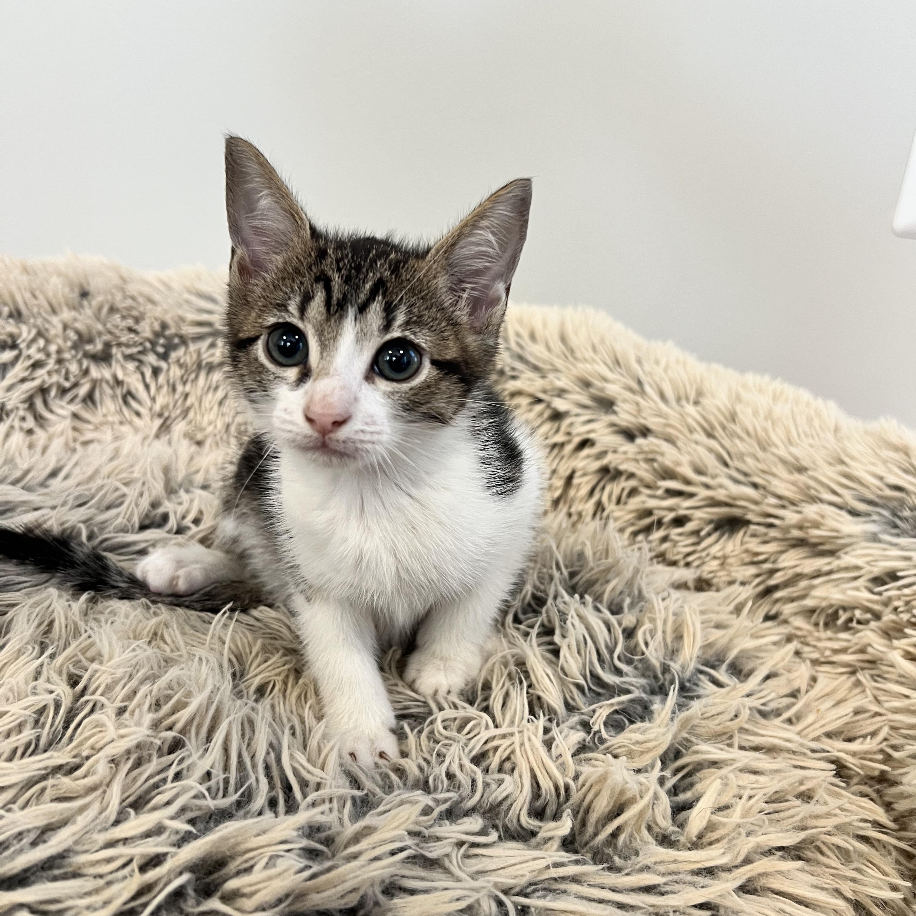 Katy Purry, a ADOPTABLE Domestic Short Hair in Hughesville, MD image 1/3