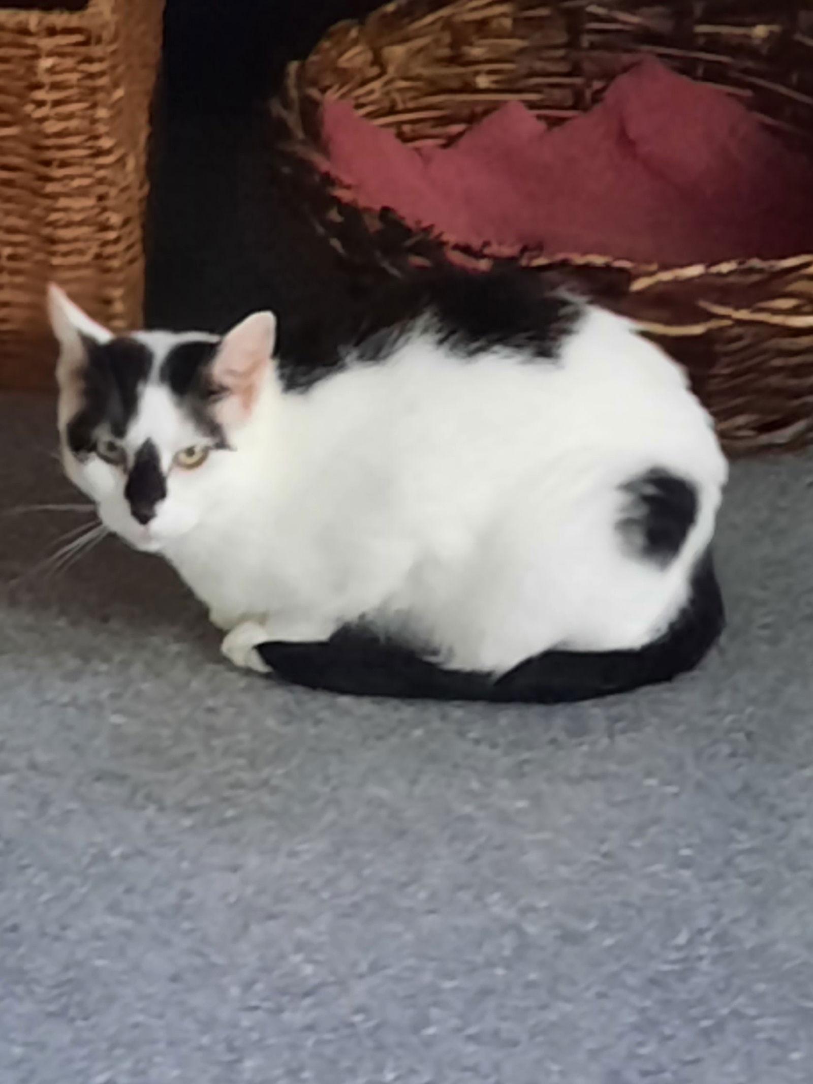 Oriolle, Adoptable, Young Female Domestic Short Hair.