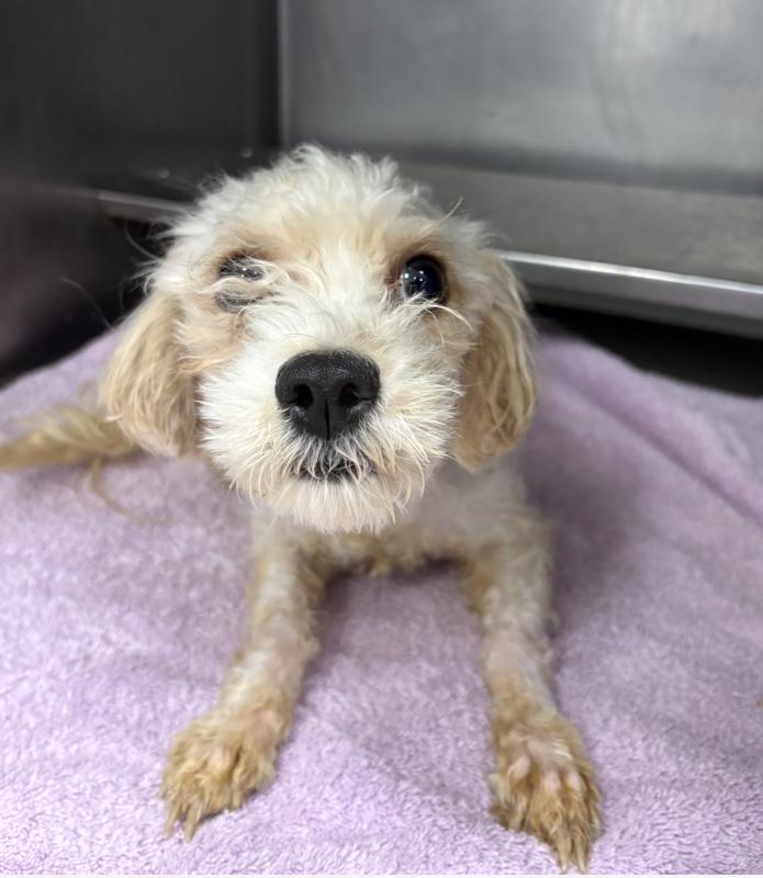 Nola, adopted, Young Female Poodle (Toy).