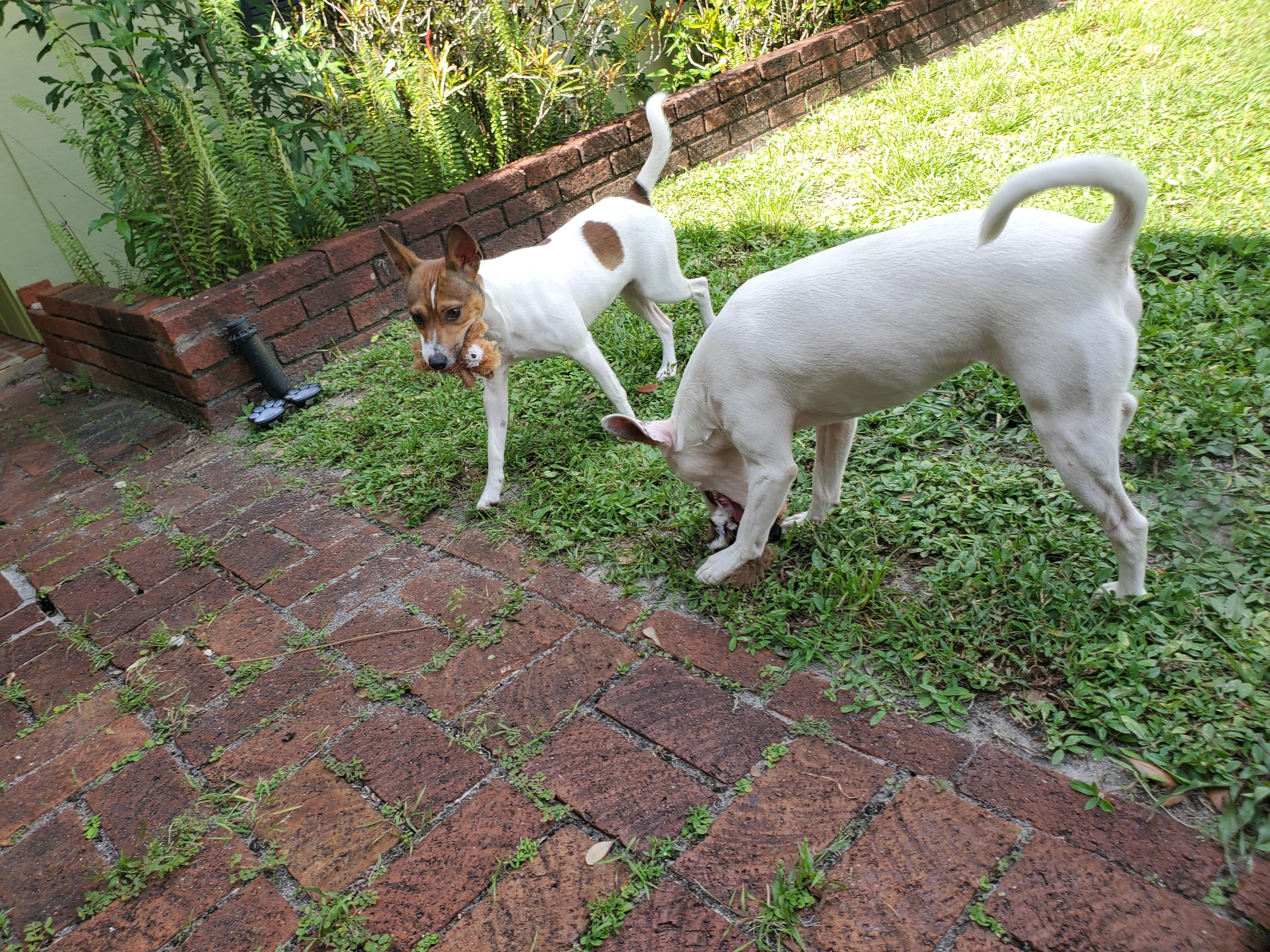 Goose and Maverick (bonded pair), Adoptable, Young Male Rat Terrier.