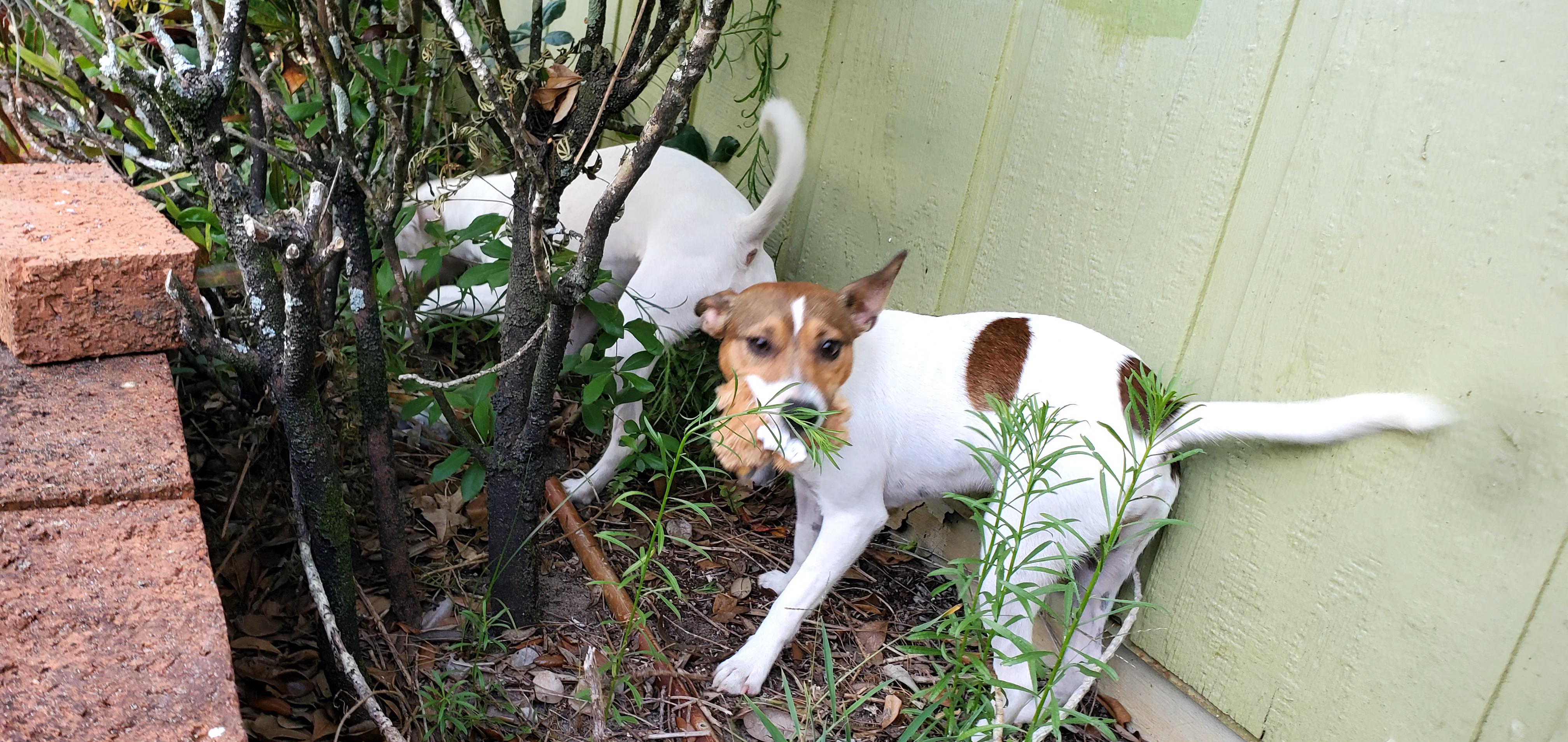 Enlarge Goose and Maverick (bonded pair), a Adoptable Rat Terrier in West Palm Beach, FL image 2/4
