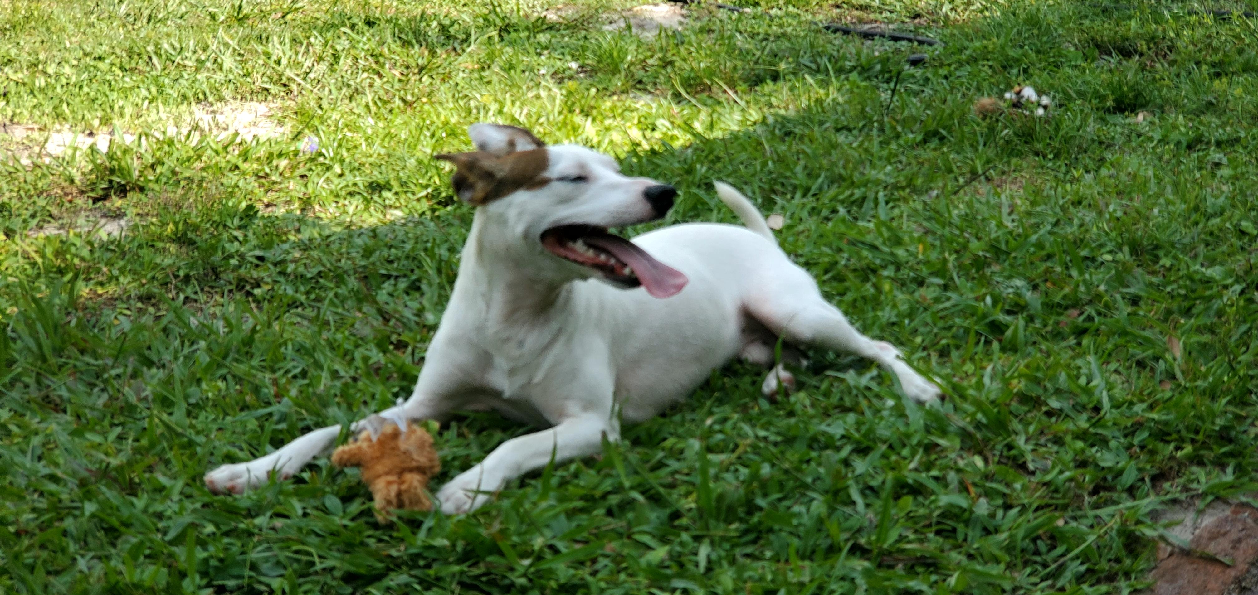 Enlarge Goose and Maverick (bonded pair), a Adoptable Rat Terrier in West Palm Beach, FL image 3/4