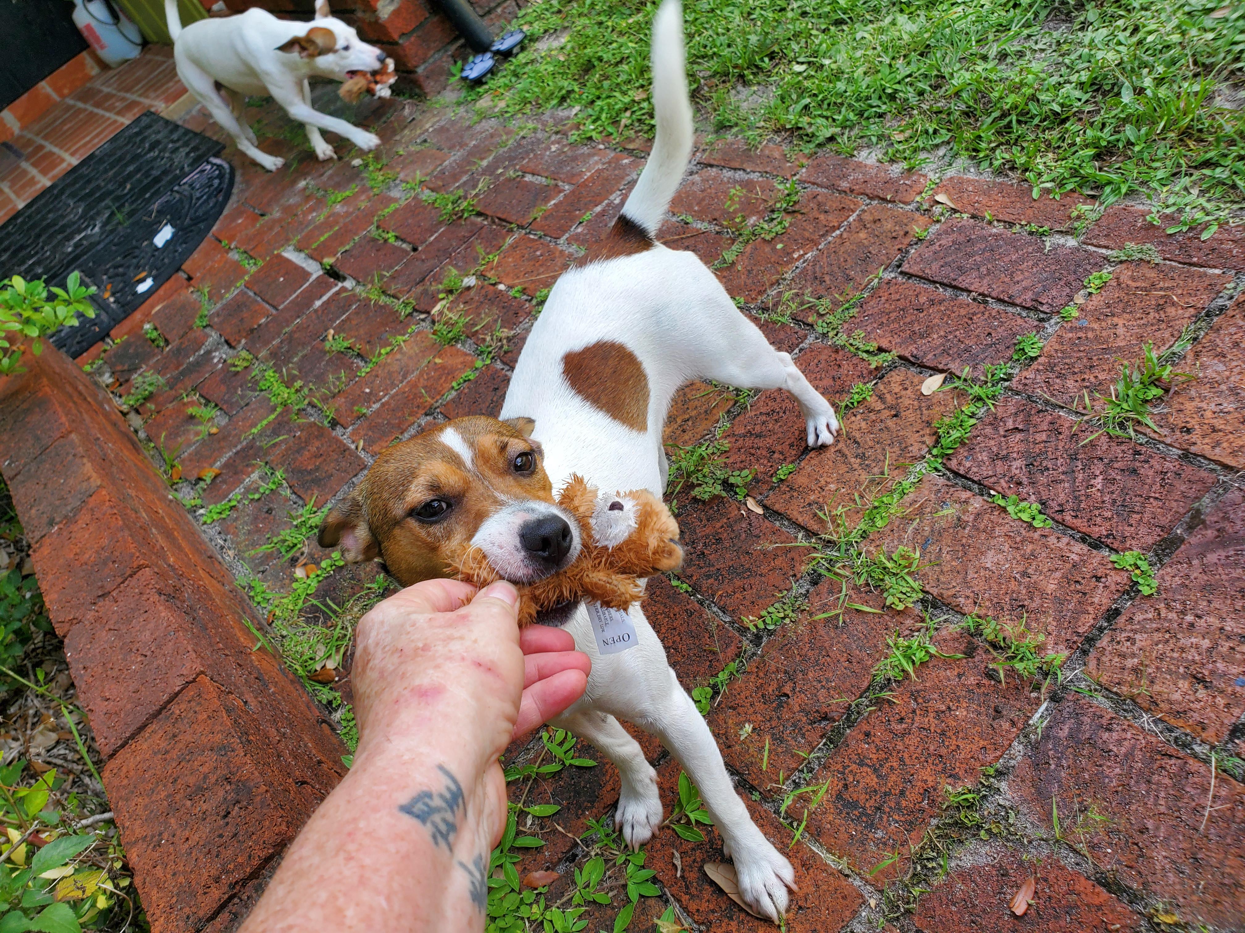 Enlarge Goose and Maverick (bonded pair), a Adoptable Rat Terrier in West Palm Beach, FL image 4/4