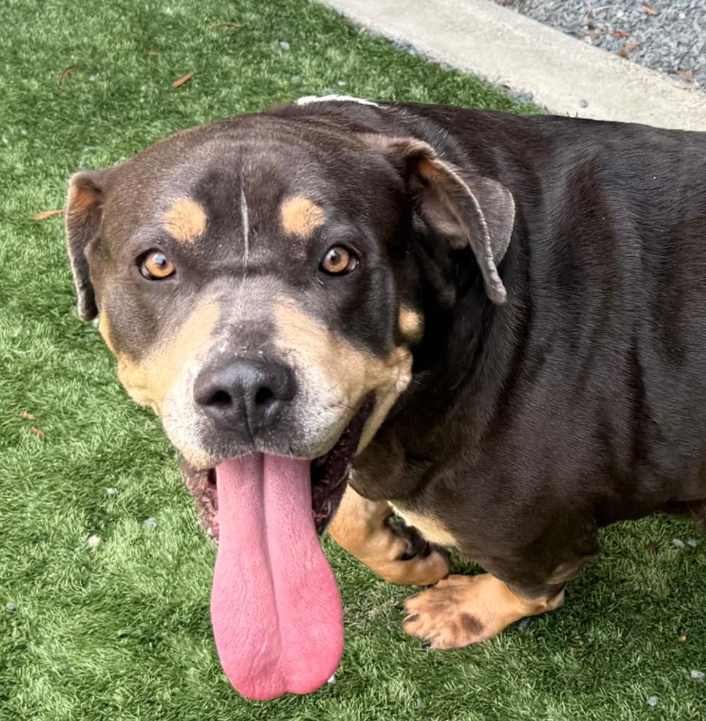 Enlarge URGENT! SHELTER IS FULL - SUGAR BABY NEEDS A WEIGHT LOSS PARTNER #A541069, an adoptable mixed breed in San Marcos, CA image 1/5