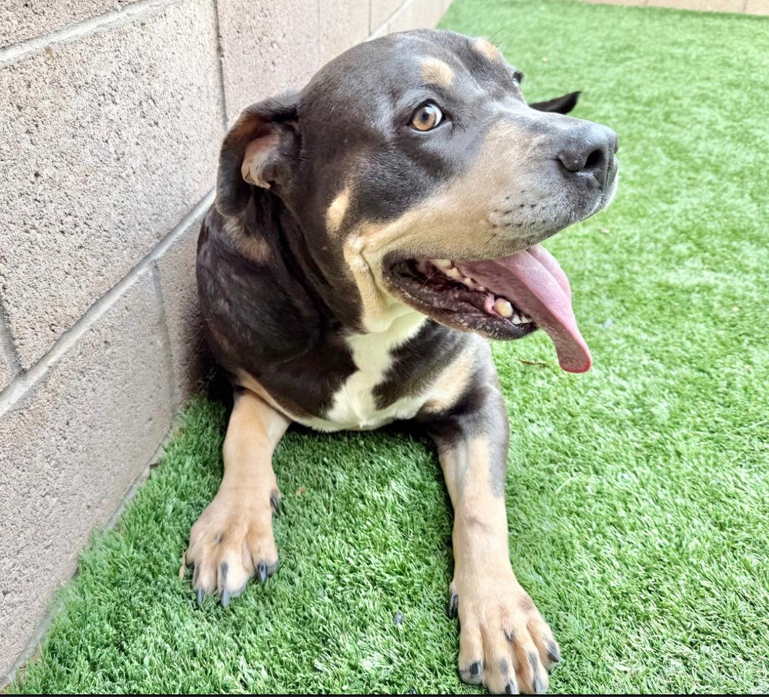 Enlarge URGENT! SHELTER IS FULL - SUGAR BABY NEEDS A WEIGHT LOSS PARTNER #A541069, an adoptable mixed breed in San Marcos, CA image 2/5