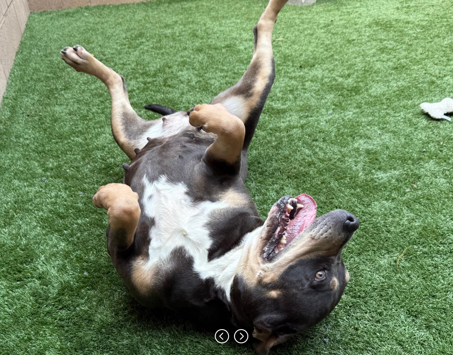 Enlarge URGENT! SHELTER IS FULL - SUGAR BABY NEEDS A WEIGHT LOSS PARTNER #A541069, an adoptable mixed breed in San Marcos, CA image 3/5