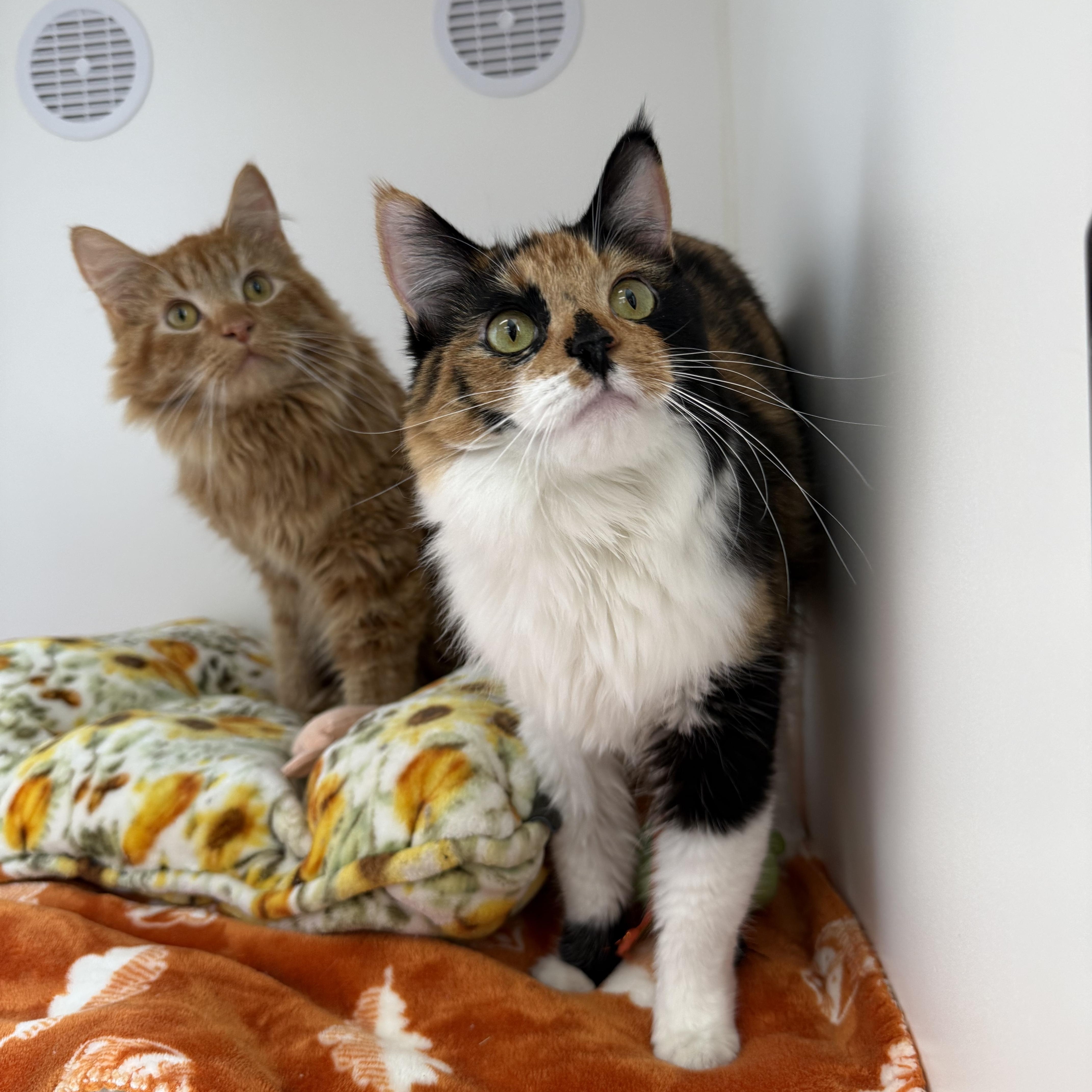 Ricotta, a ADOPTABLE Calico in Newport Beach, CA image 4/6