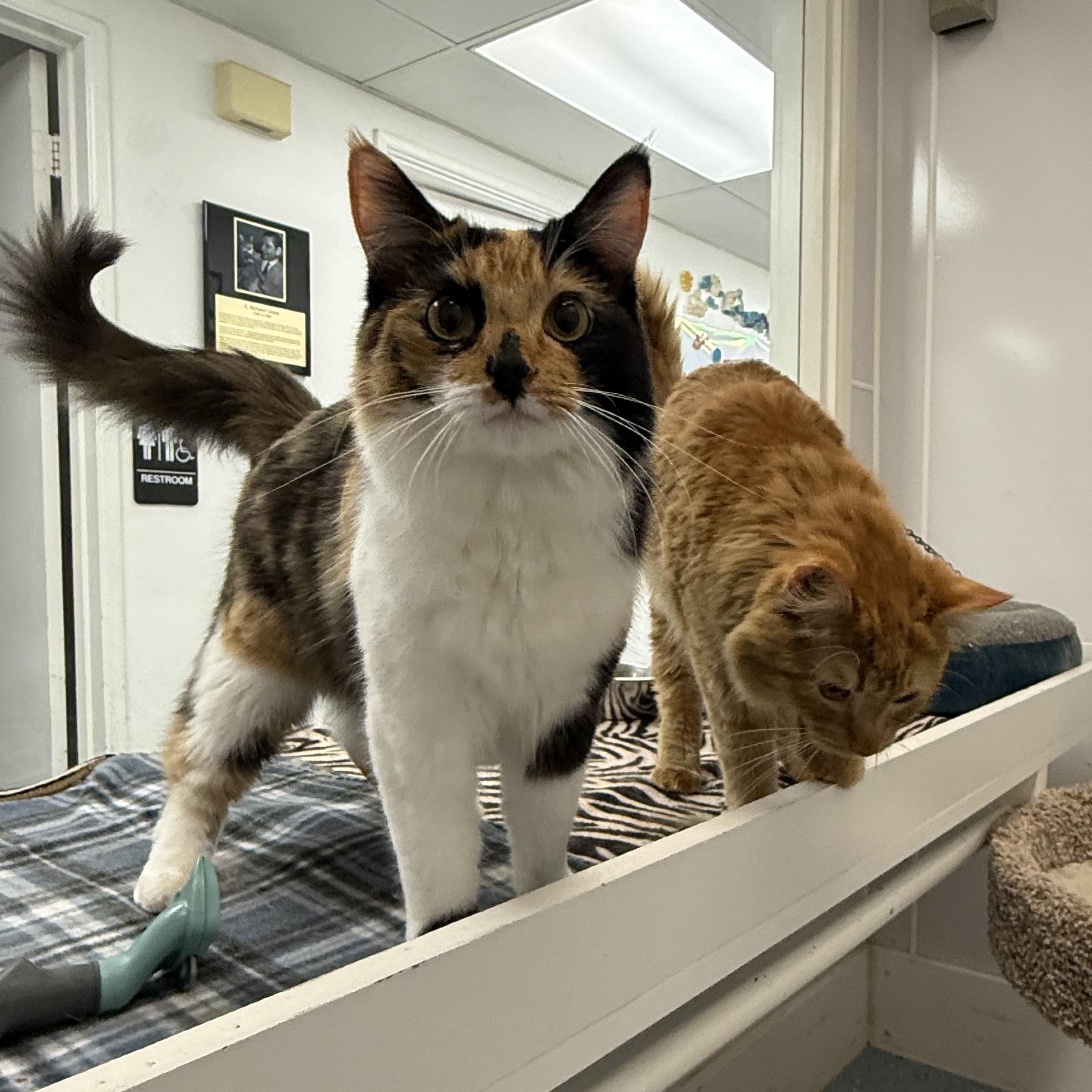 Ricotta, a ADOPTABLE Calico in Newport Beach, CA image 6/6