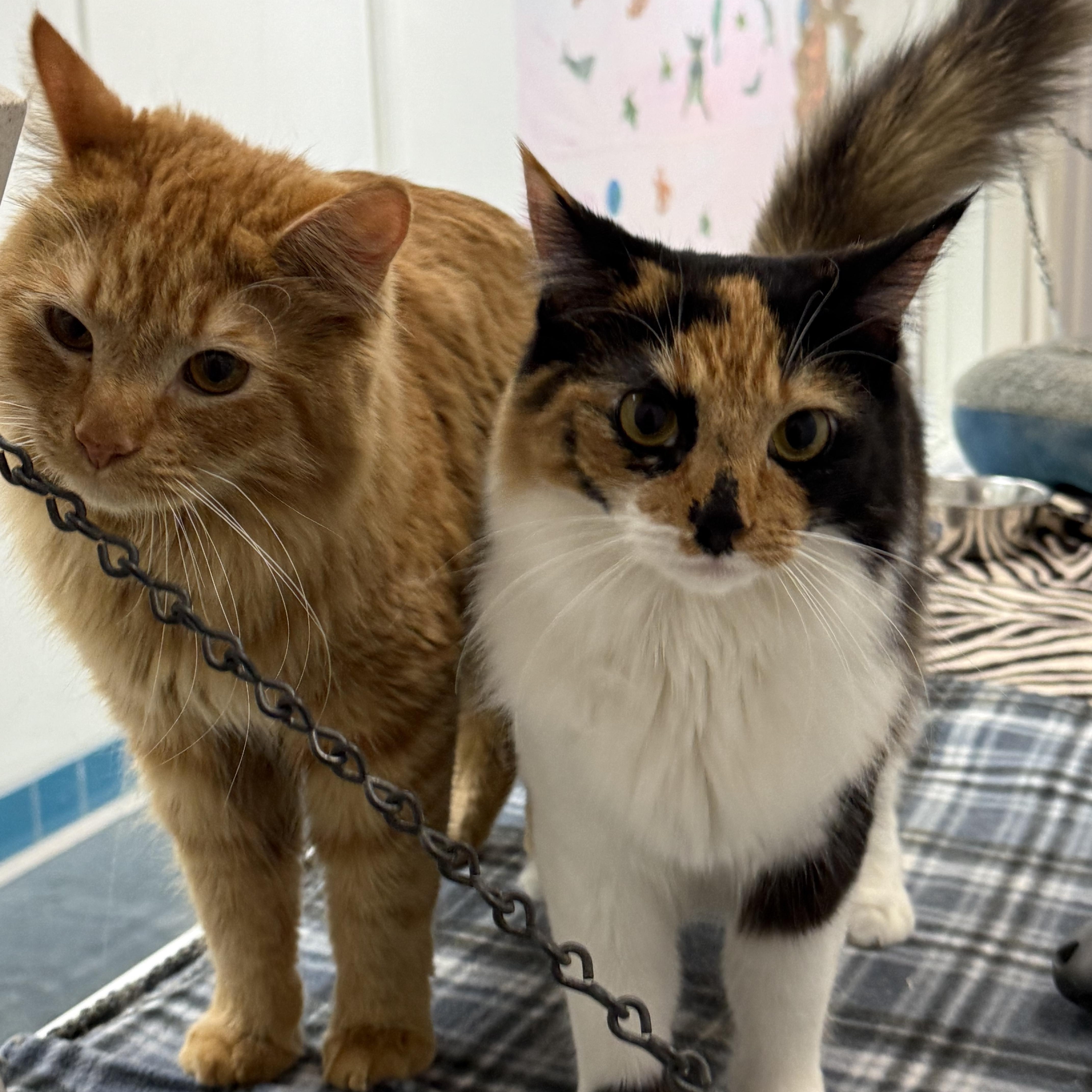 Ricotta, a ADOPTABLE Calico in Newport Beach, CA image 3/6