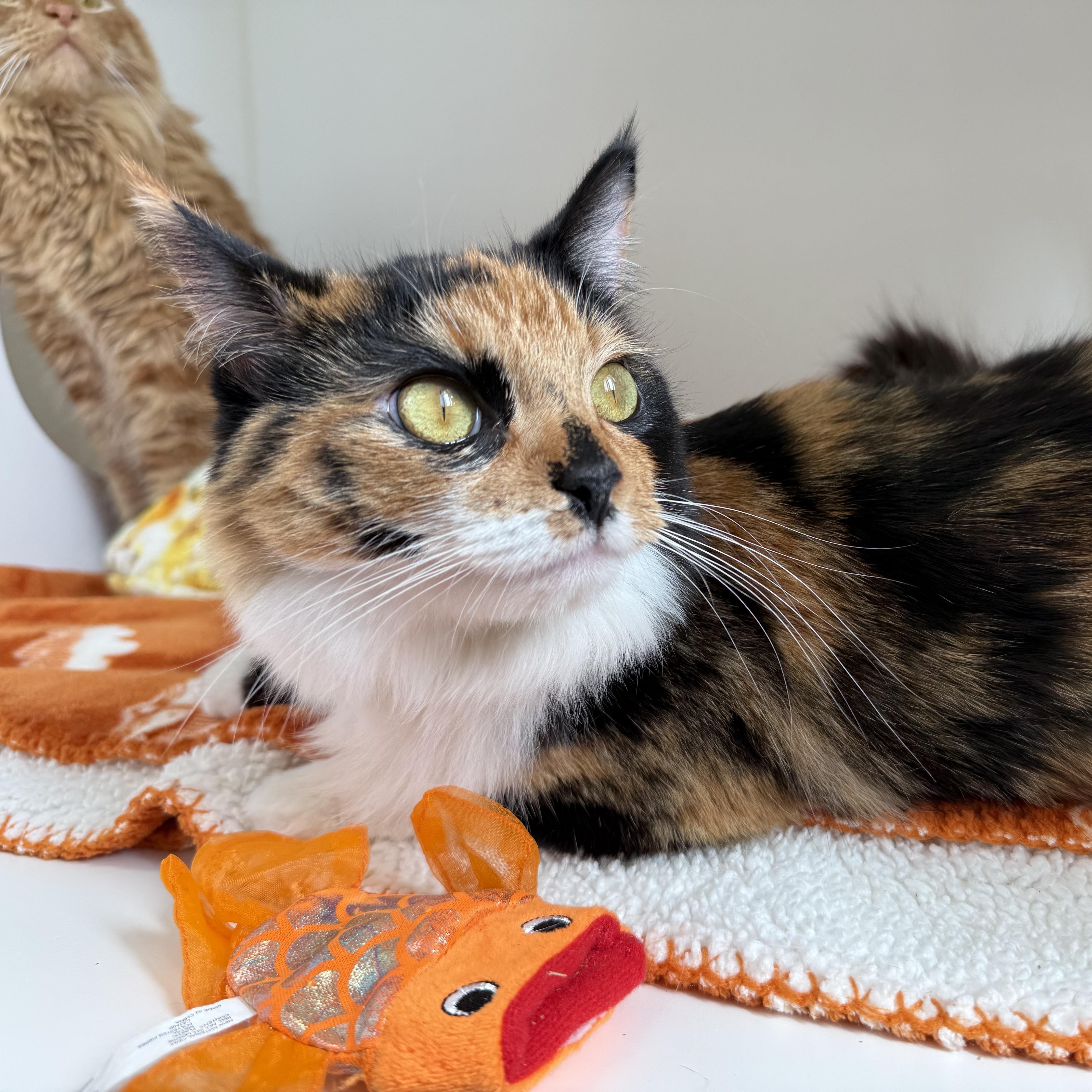 Ricotta, a ADOPTABLE Calico in Newport Beach, CA image 1/6