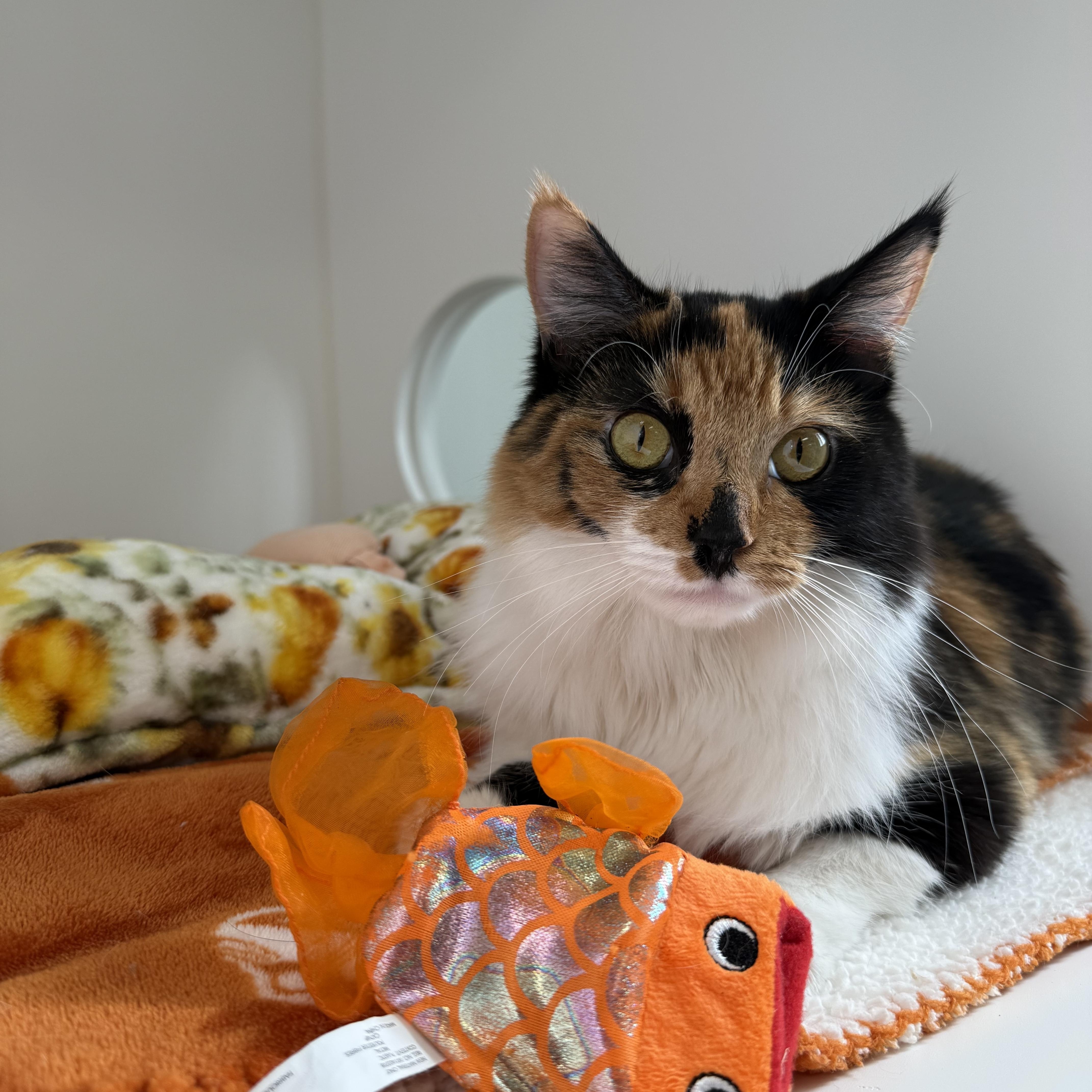 Ricotta, a ADOPTABLE Calico in Newport Beach, CA image 5/6