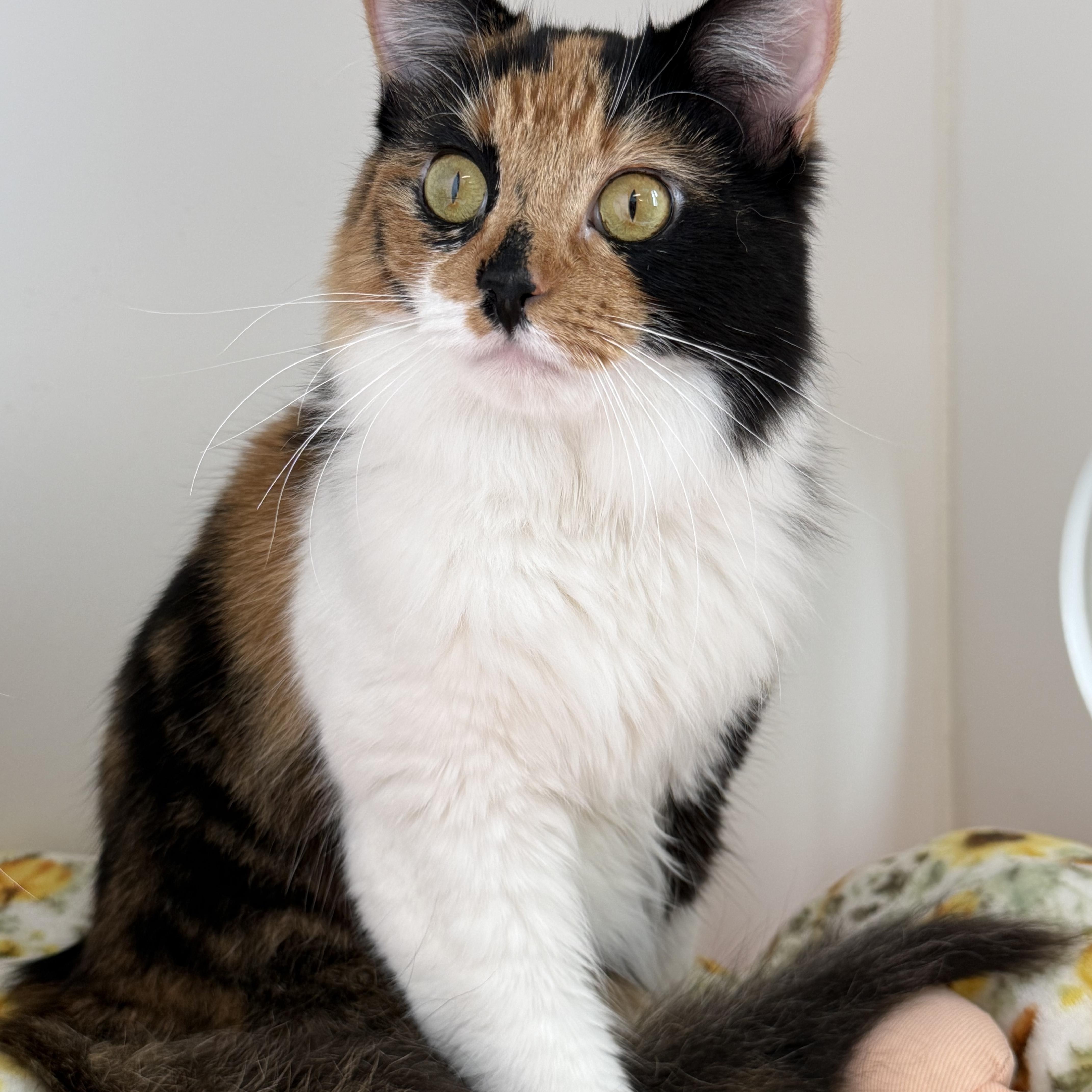 Ricotta, a ADOPTABLE Calico in Newport Beach, CA image 2/6