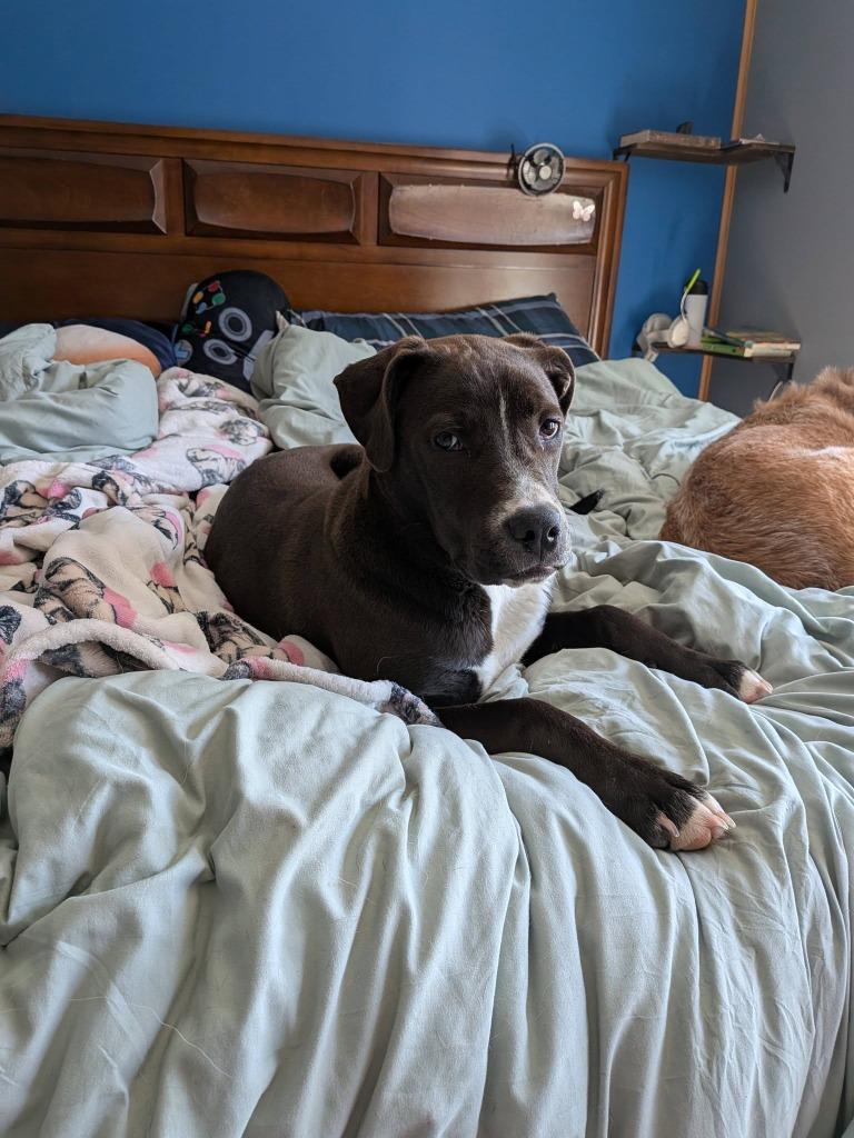 Quartz, Adoptable, Puppy Female Mixed Breed.