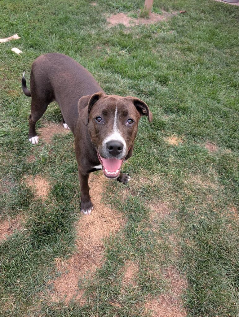 Enlarge Quartz, a Adoptable mixed breed in Fond Du Lac, WI image 3/6