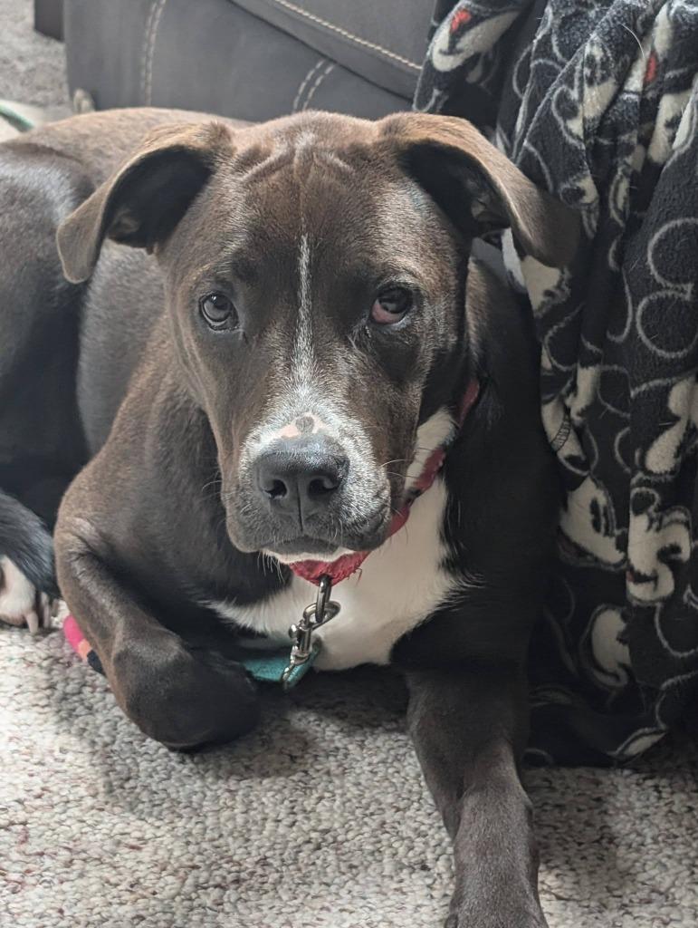 Enlarge Quartz, a Adoptable mixed breed in Fond Du Lac, WI image 5/6