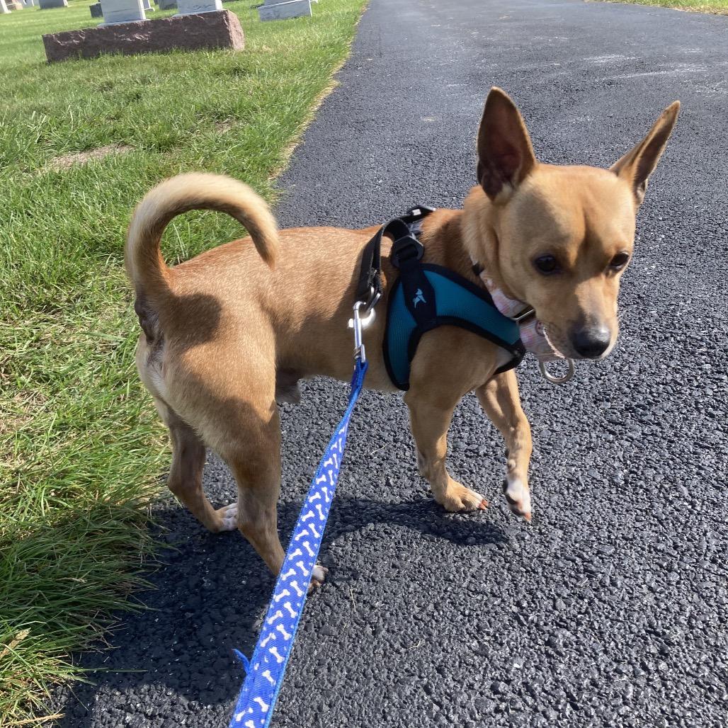 Alex, Adoptable, Adult Male Chihuahua.