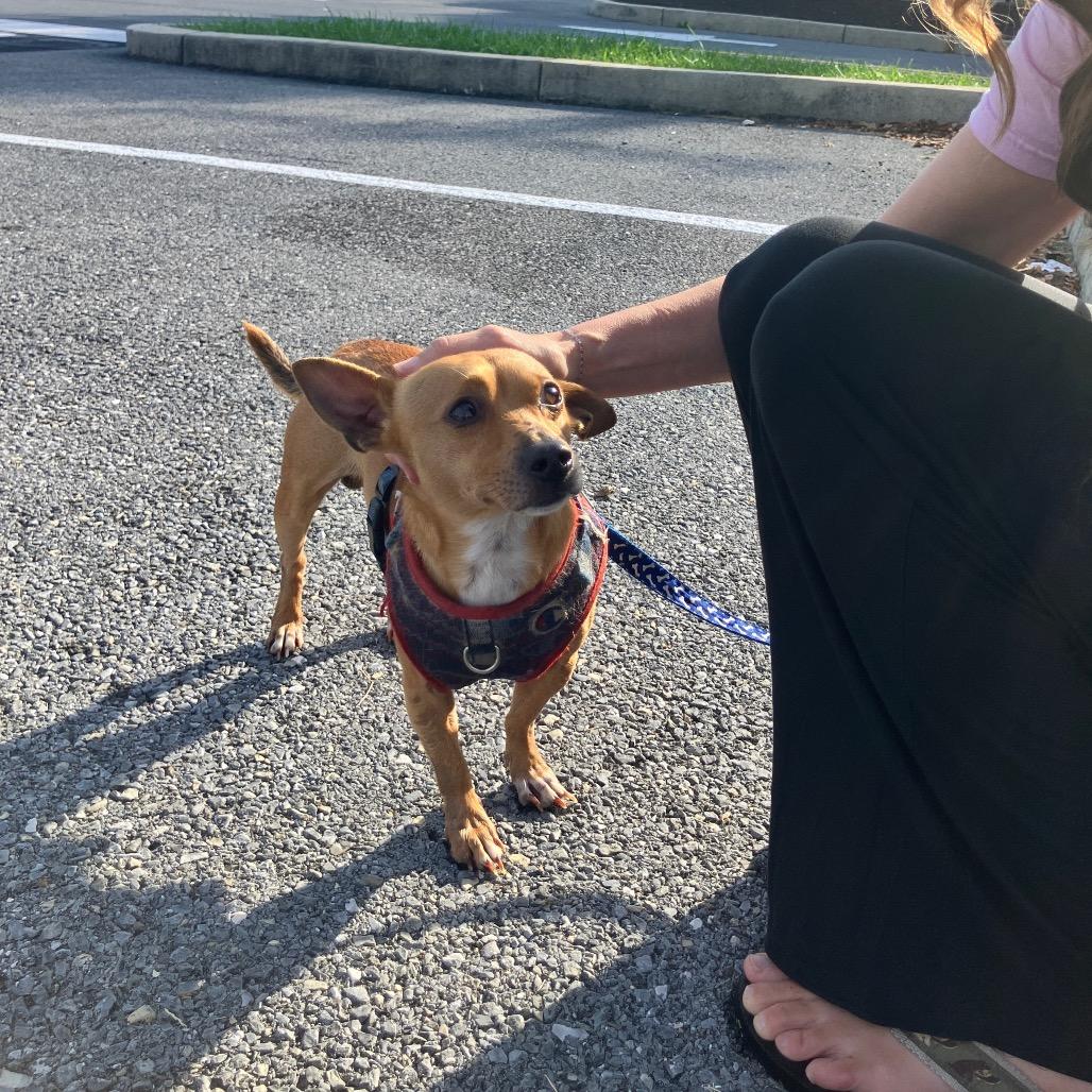 Enlarge Alex, a Adoptable Chihuahua in Phoenix, MD image 2/4