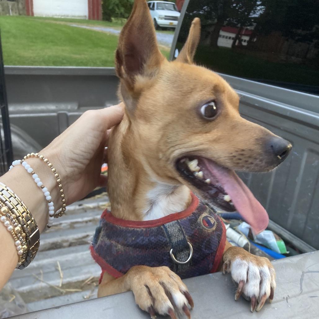 Enlarge Alex, a Adoptable Chihuahua in Phoenix, MD image 3/4