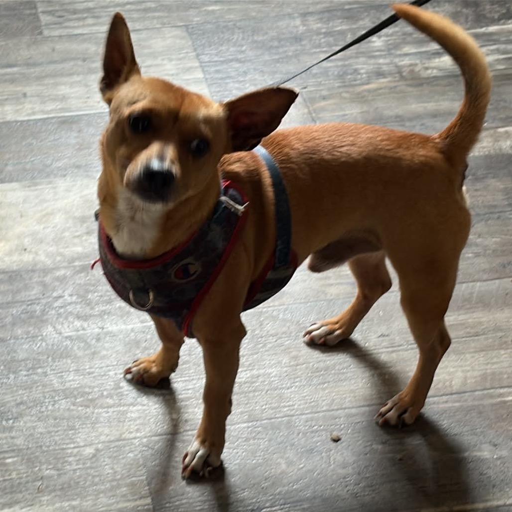 Enlarge Alex, a Adoptable Chihuahua in Phoenix, MD image 4/4