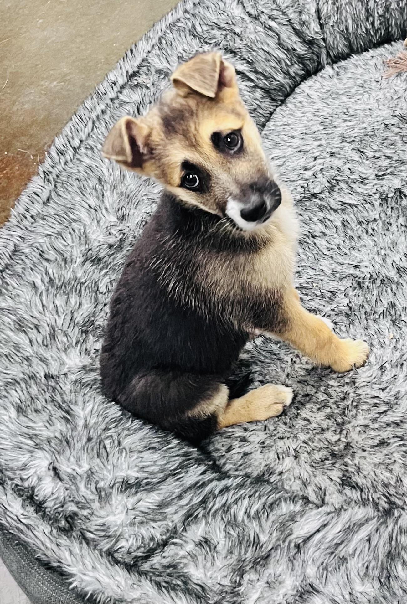 Max, Adoptable, Puppy Male German Shepherd Dog.