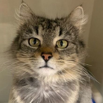 Momma, an adoptable Domestic Long Hair Mix in Saint Marys, PA_image-1