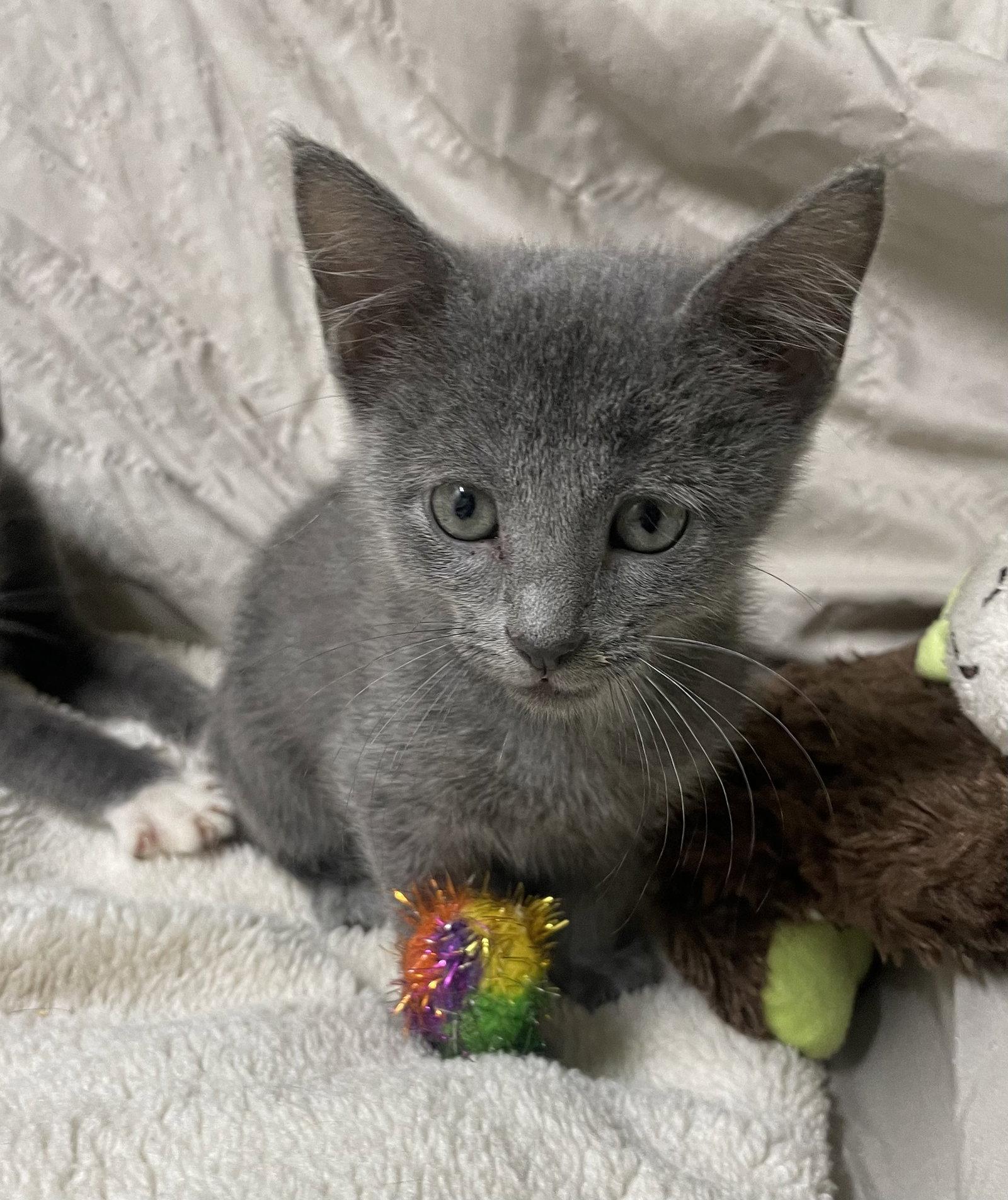 Sparkle, Adoptable, Kitten Male Domestic Short Hair.