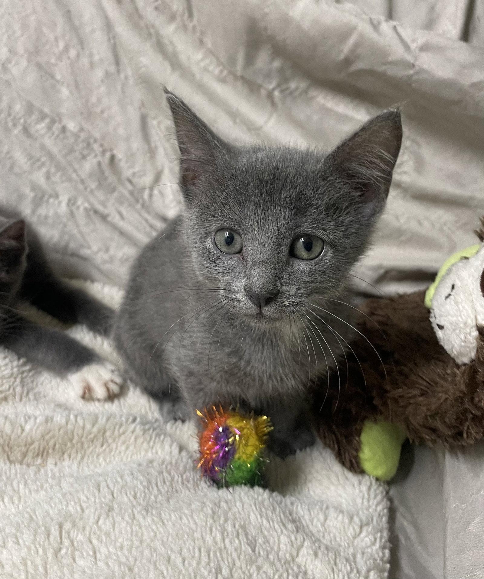 Enlarge Sparkle, a Adoptable Domestic Short Hair in Stover, MO image 2/2