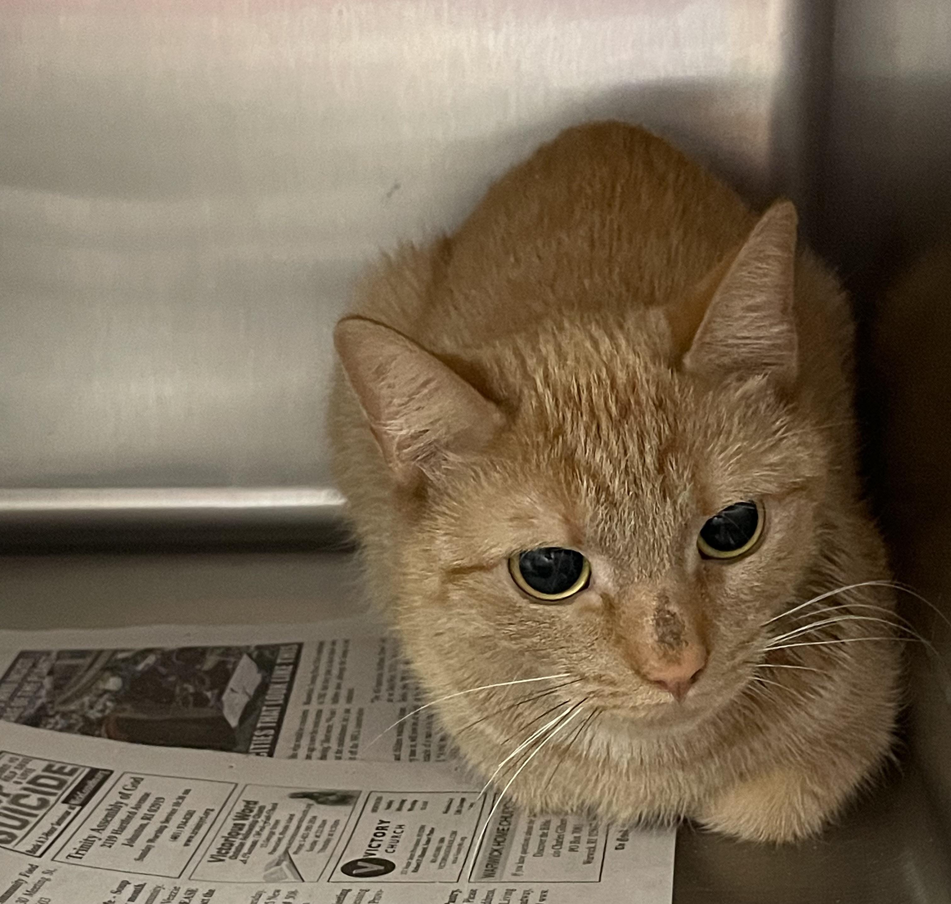 Enlarge Milo, a ADOPTABLE American Shorthair in North Kingstown, RI image 4/5