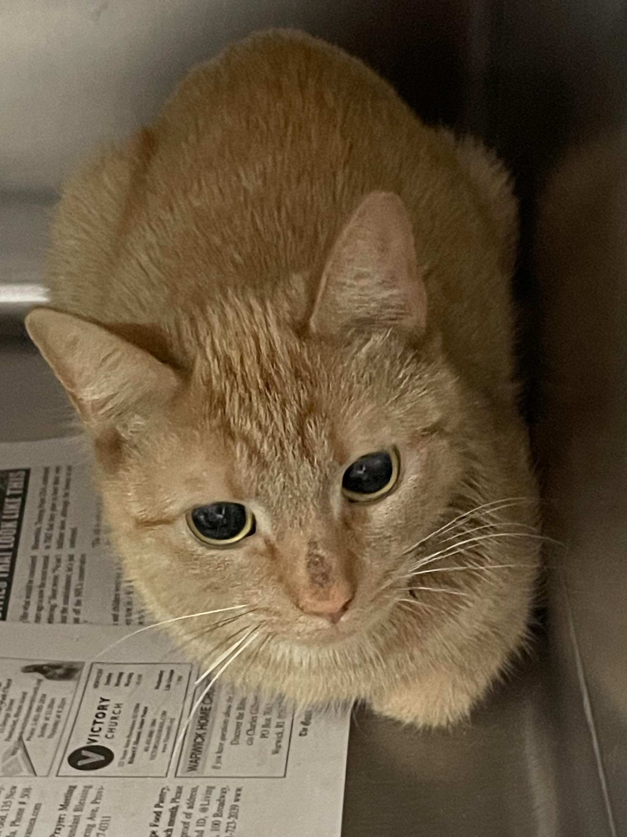 Milo, ADOPTABLE, Young Male American Shorthair.