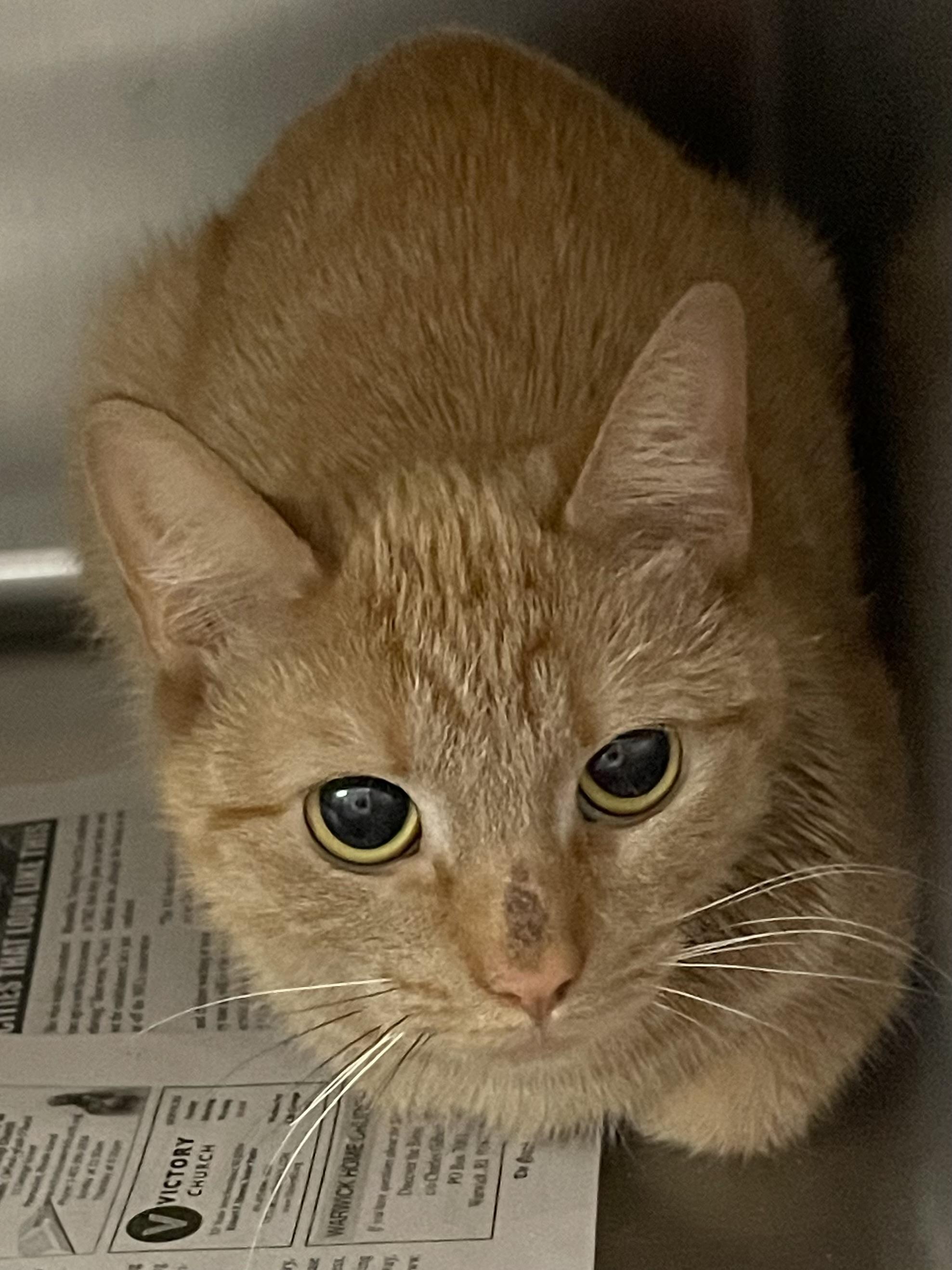 Enlarge Milo, a ADOPTABLE American Shorthair in North Kingstown, RI image 3/5