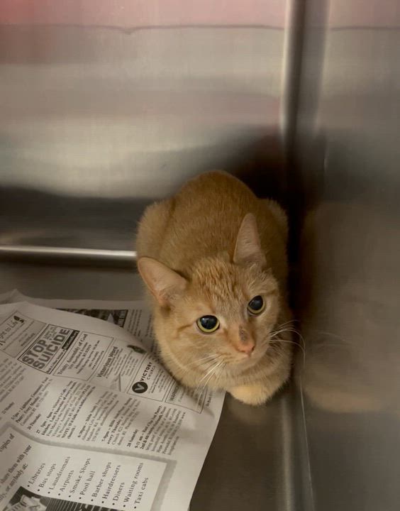 Enlarge Milo, a ADOPTABLE American Shorthair in North Kingstown, RI video 5/5