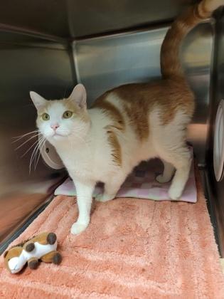 Enlarge Tito, a Adoptable mixed breed in Fergus Falls, MN image 1/3
